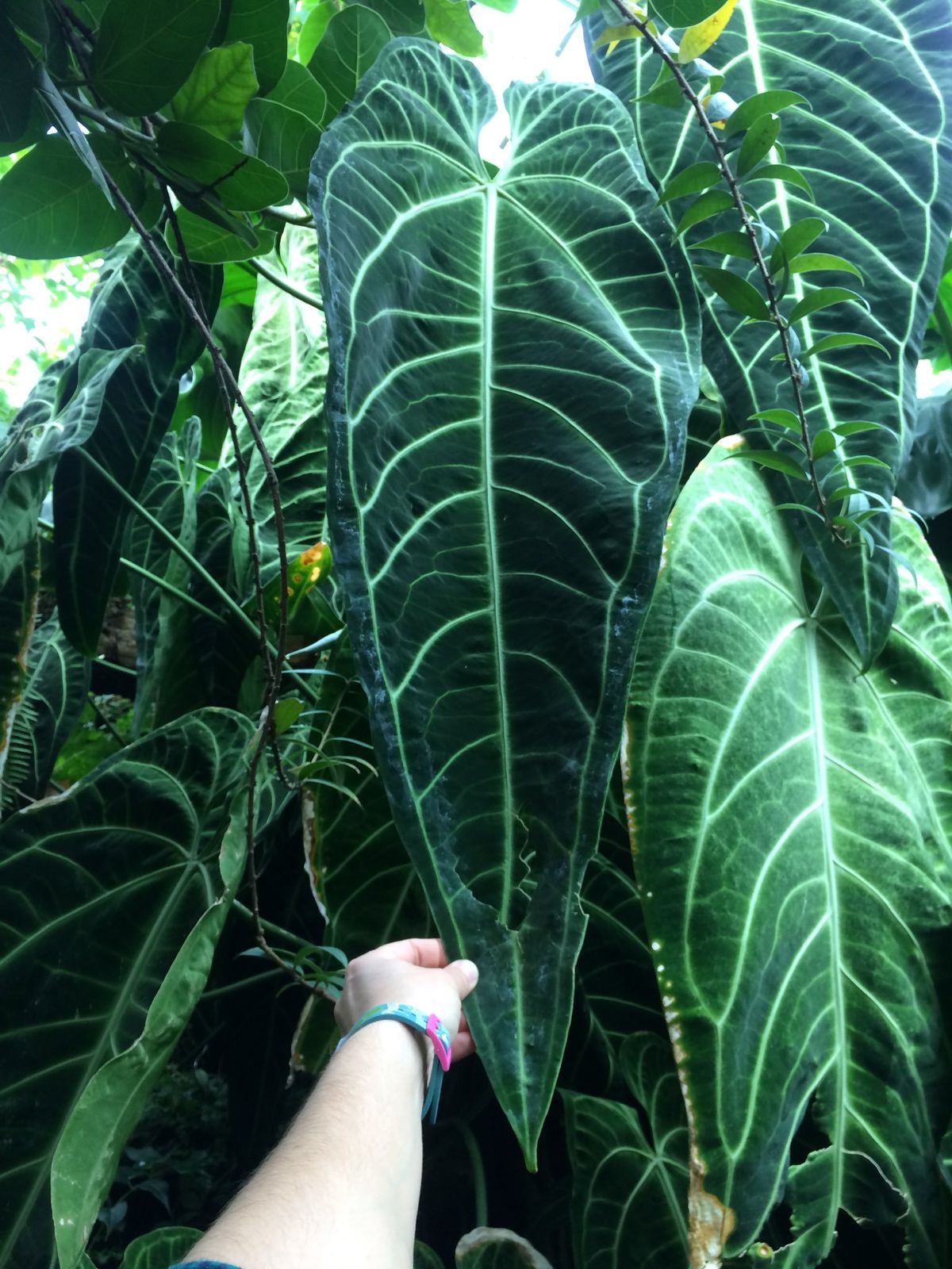 Anthurium warocqueanum T.Moore Plants of the World Online Kew Science