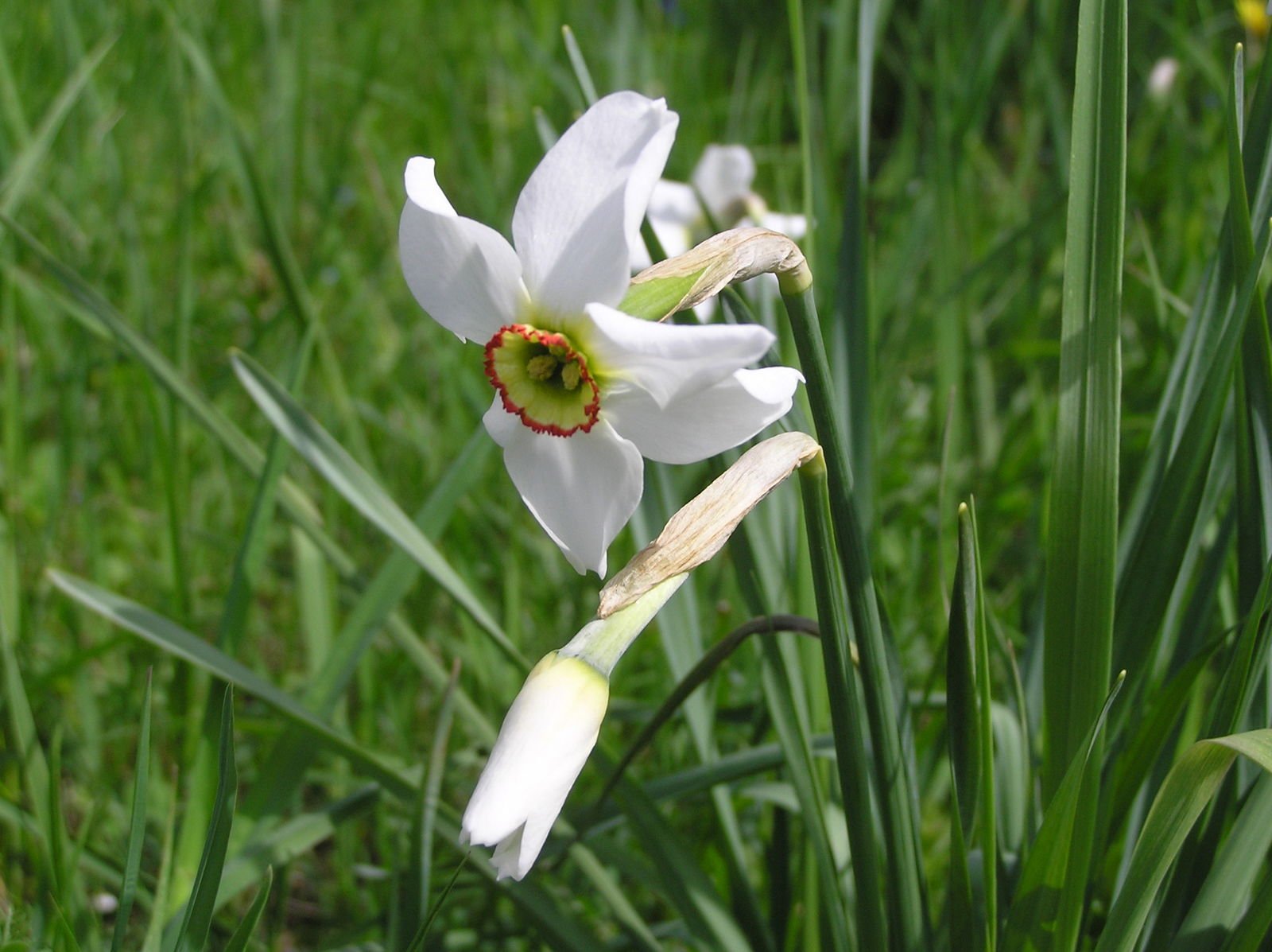 Narcissus poeticus L. Plants of the World Online Kew Science