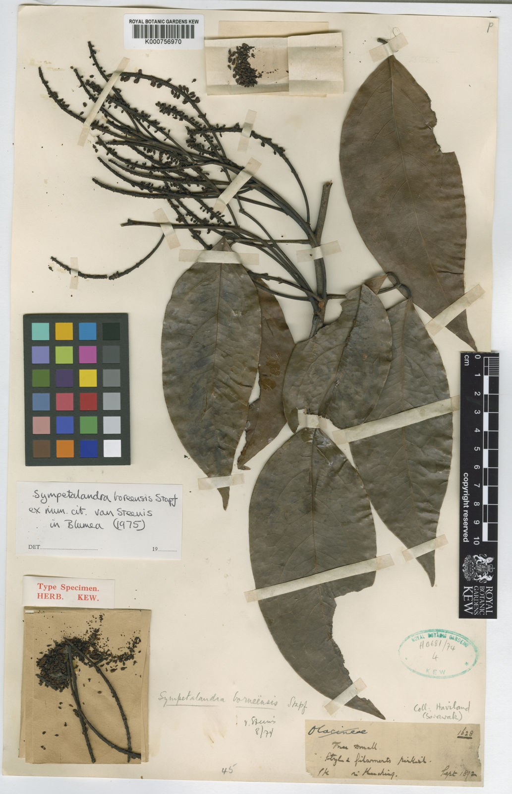 Sympetalandra Stapf Plants of the World Online Kew Science