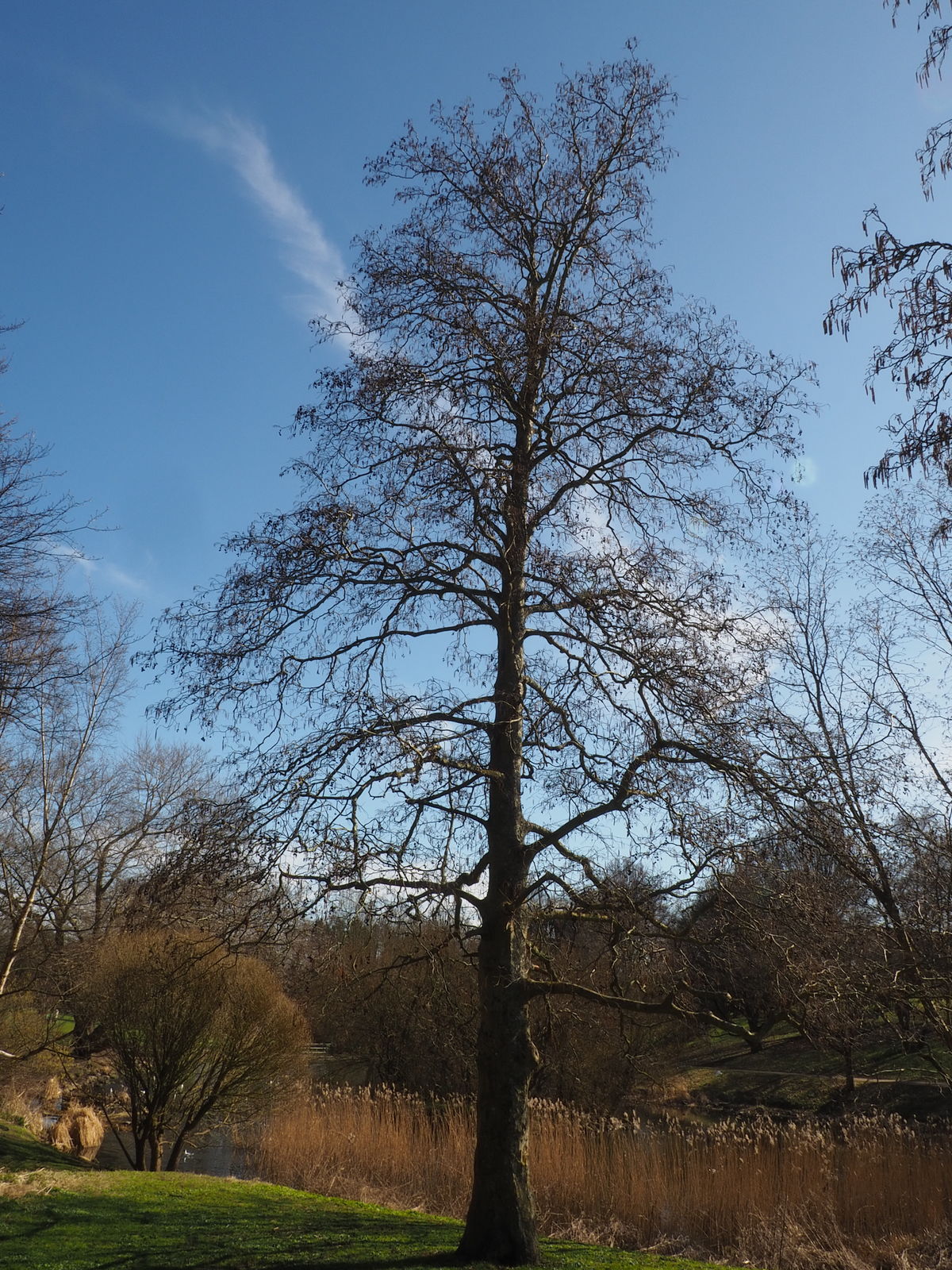 Alnus rubra Bong. Plants of the World Online Kew Science