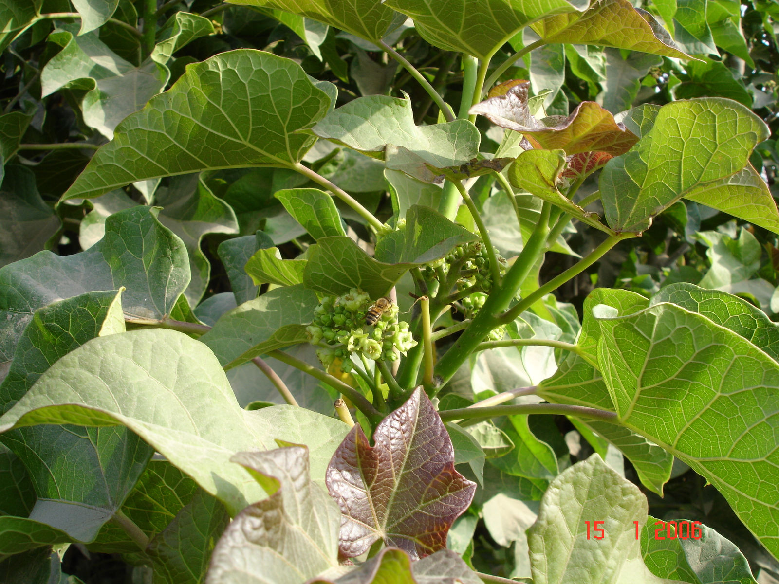 Jatropha curcas L. Plants of the World Online Kew Science