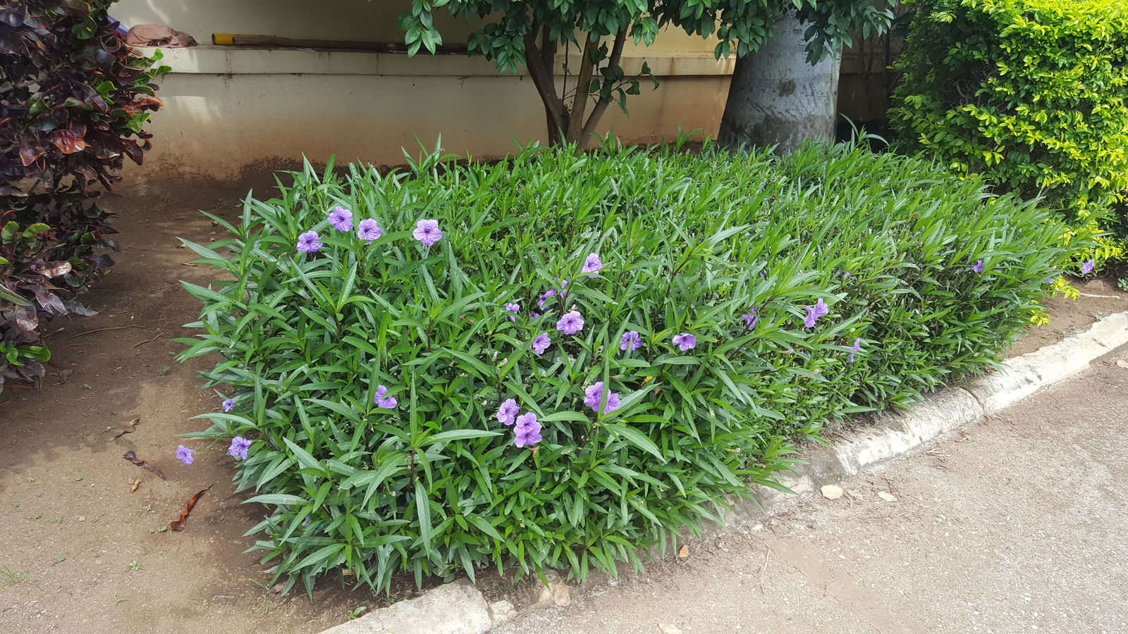 Ruellia simplex C.Wright Plants of the World Online Kew Science
