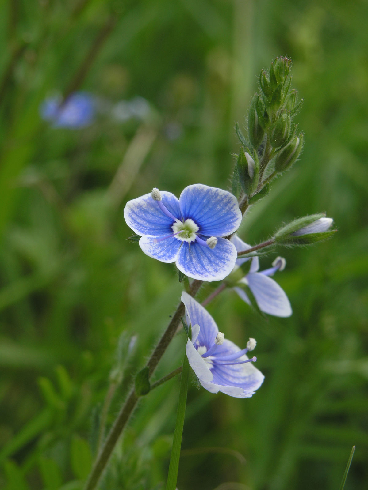 Veronica L. Colombian Plants made accessible