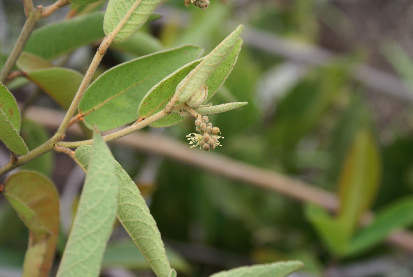 Croton L. Plants of the World Online Kew Science