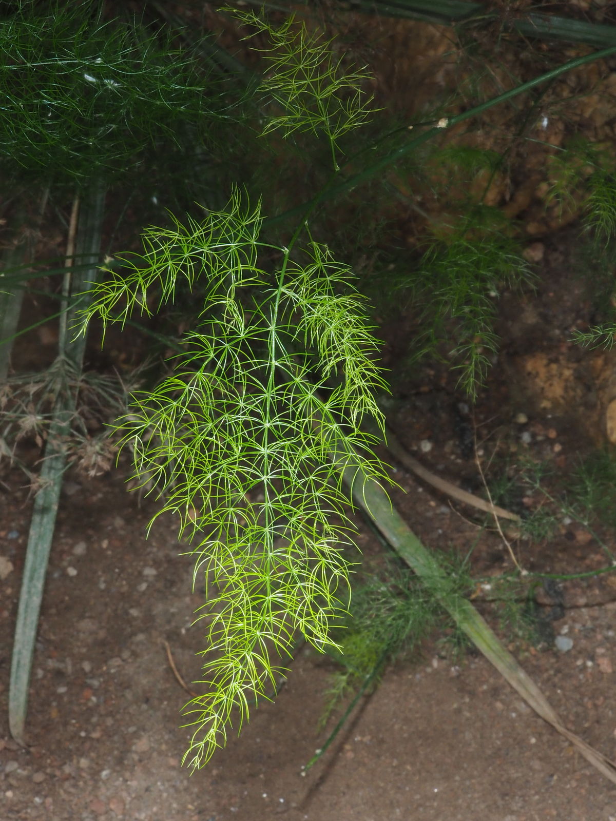 Asparagus setaceus (Kunth) Jessop Plants of the World Online Kew Science