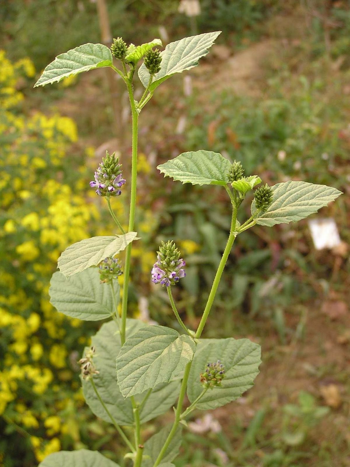 Cullen corylifolium (L.) Medik. Plants of the World Online Kew Science