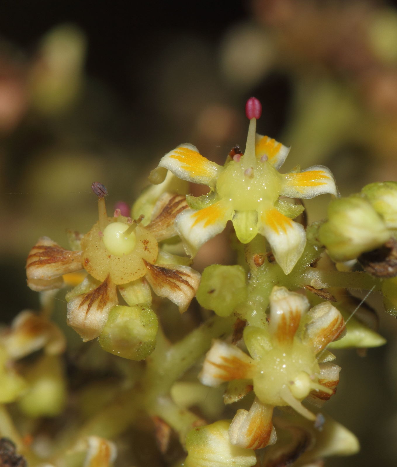 Mangifera indica L. Plants of the World Online Kew Science