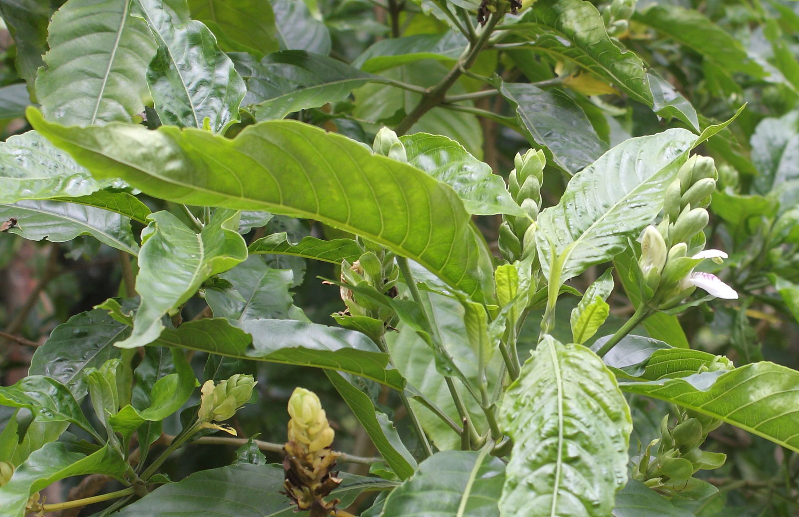 Justicia adhatoda L. Plants of the World Online Kew