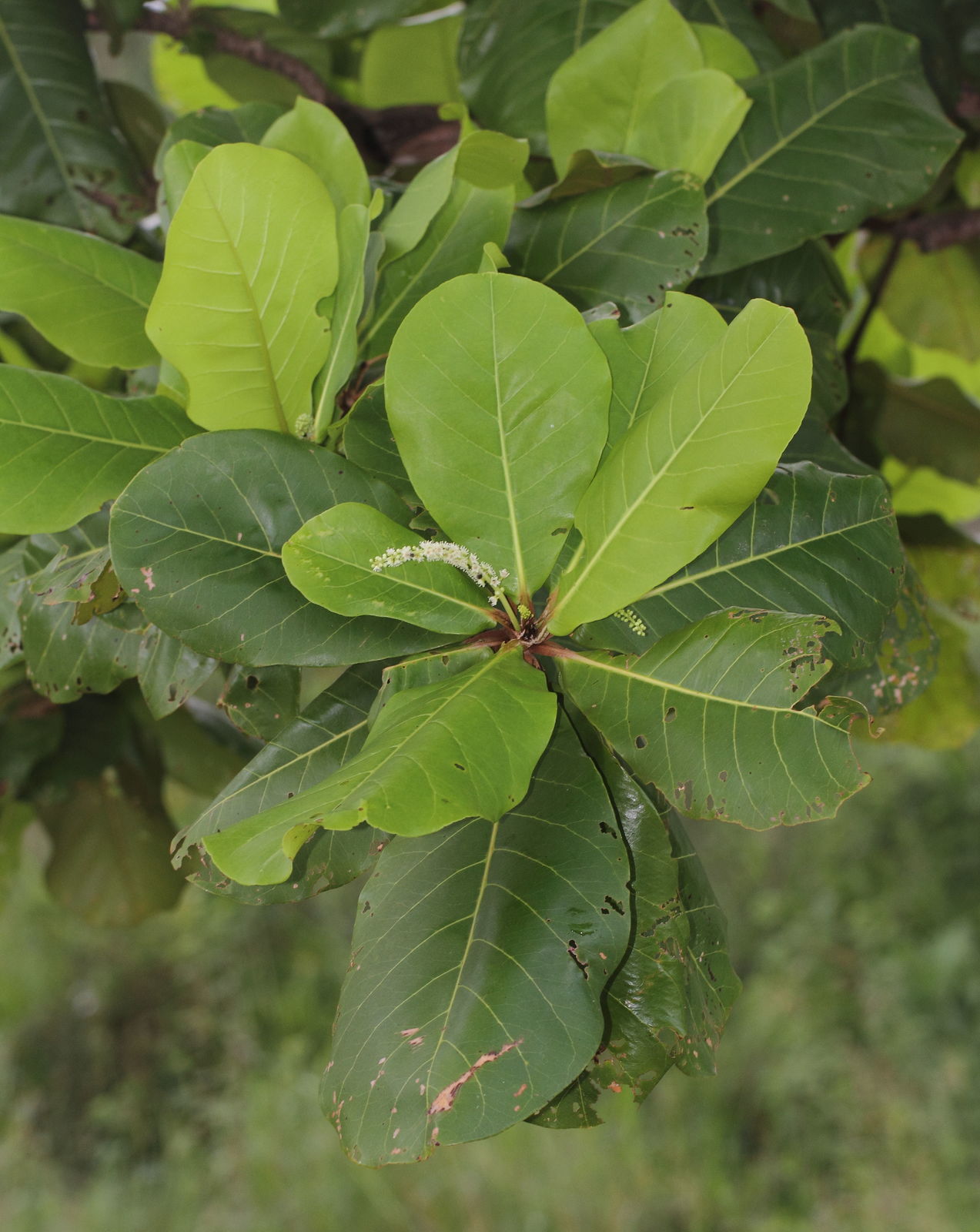 Terminalia catappa L. Plants of the World Online Kew Science