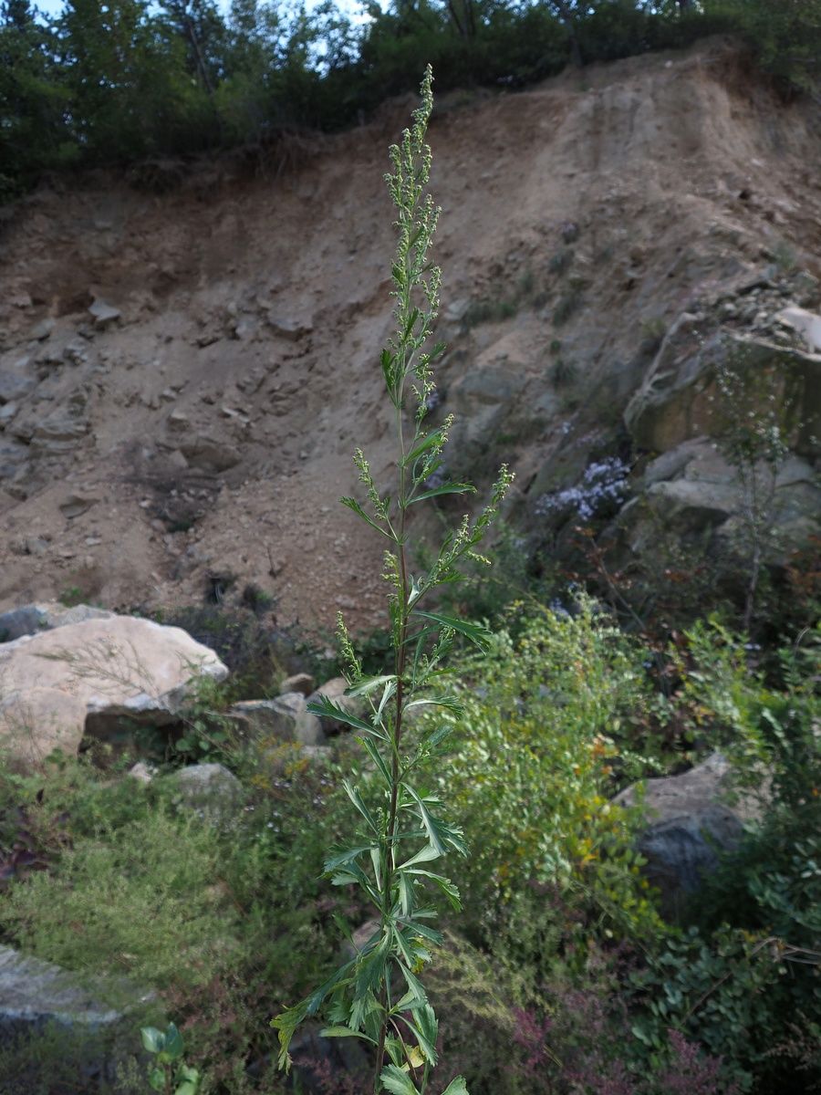 Artemisia japonica Thunb. Plants of the World Online Kew Science