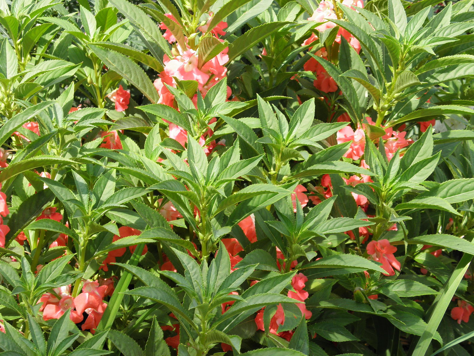 Impatiens balsamina L. Plants of the World Online Kew