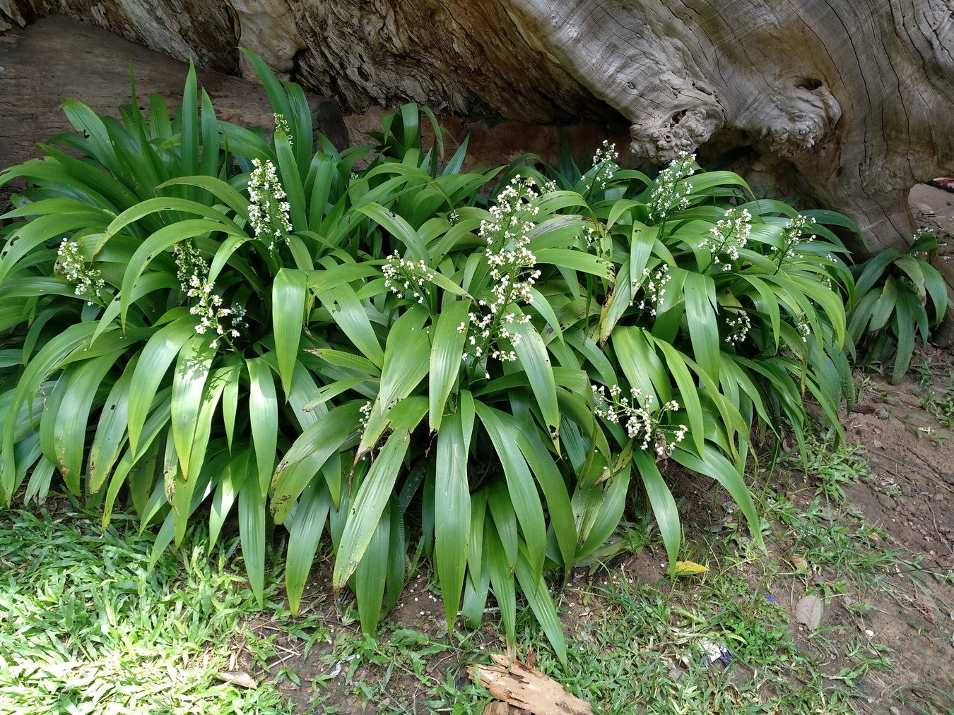 Xiphidium caeruleum Aubl. Plants of the World Online