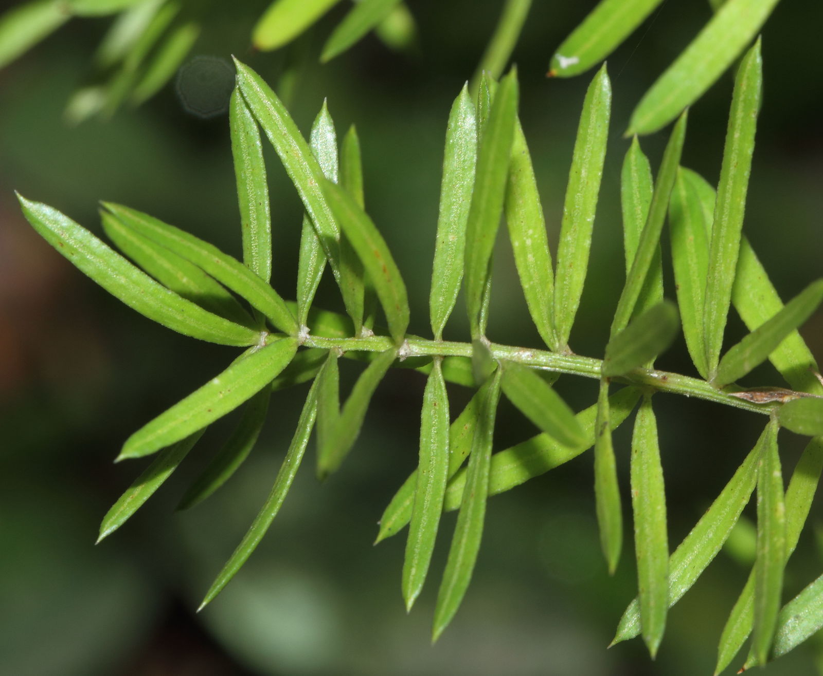 Asparagus densiflorus (Kunth) Jessop Plants of the World Online Kew