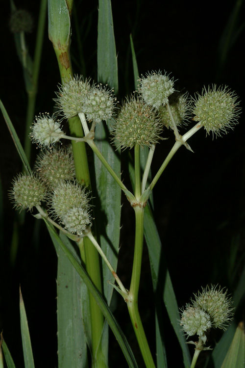 Eryngium yuccifolium Michx. Plants of the World Online Kew Science