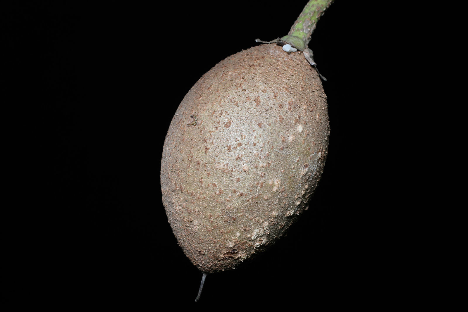 Manilkara zapota (L.) P.Royen Plants of the World Online Kew Science