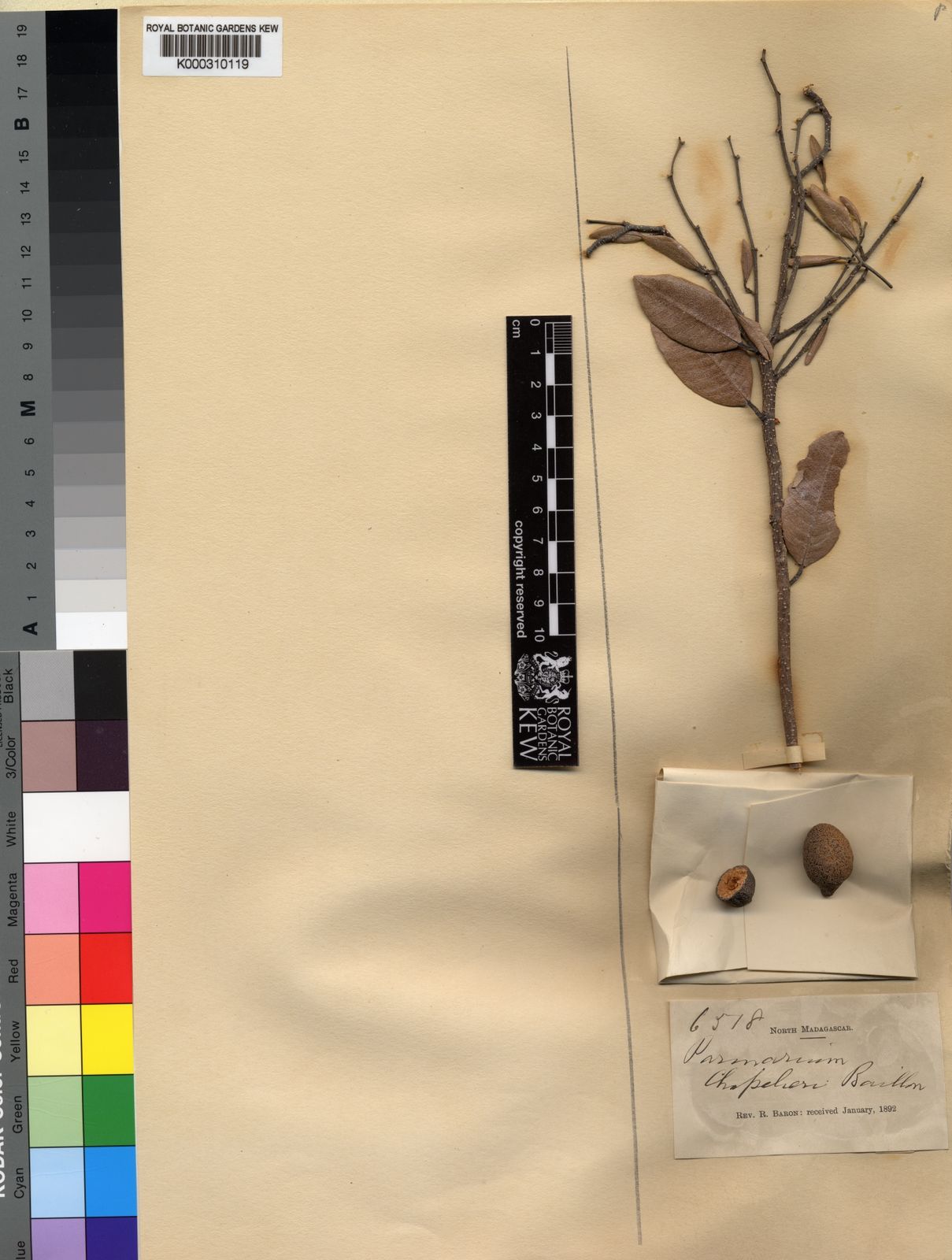 Parinari curatellifolia Planch. ex Benth. Plants of the World Online