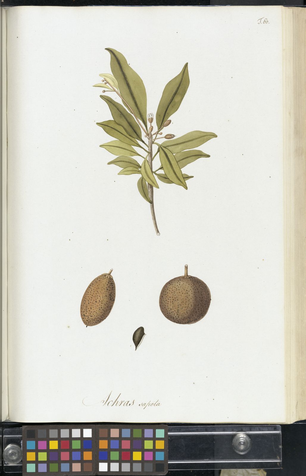 Manilkara zapota (L.) P.Royen Plants of the World Online Kew Science