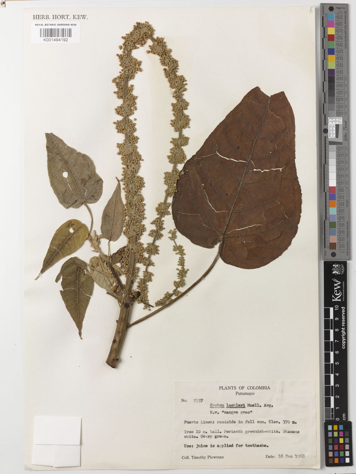 Croton lechleri Müll.Arg. Plants of the World Online Kew Science