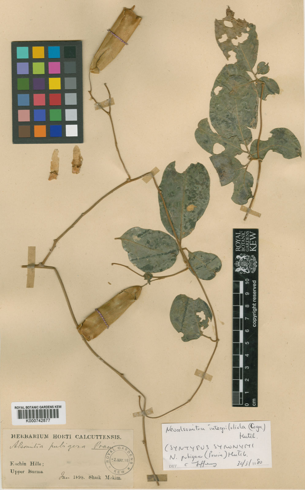 Neoalsomitra clavigera (Wall.) Hutch. Plants of the World Online