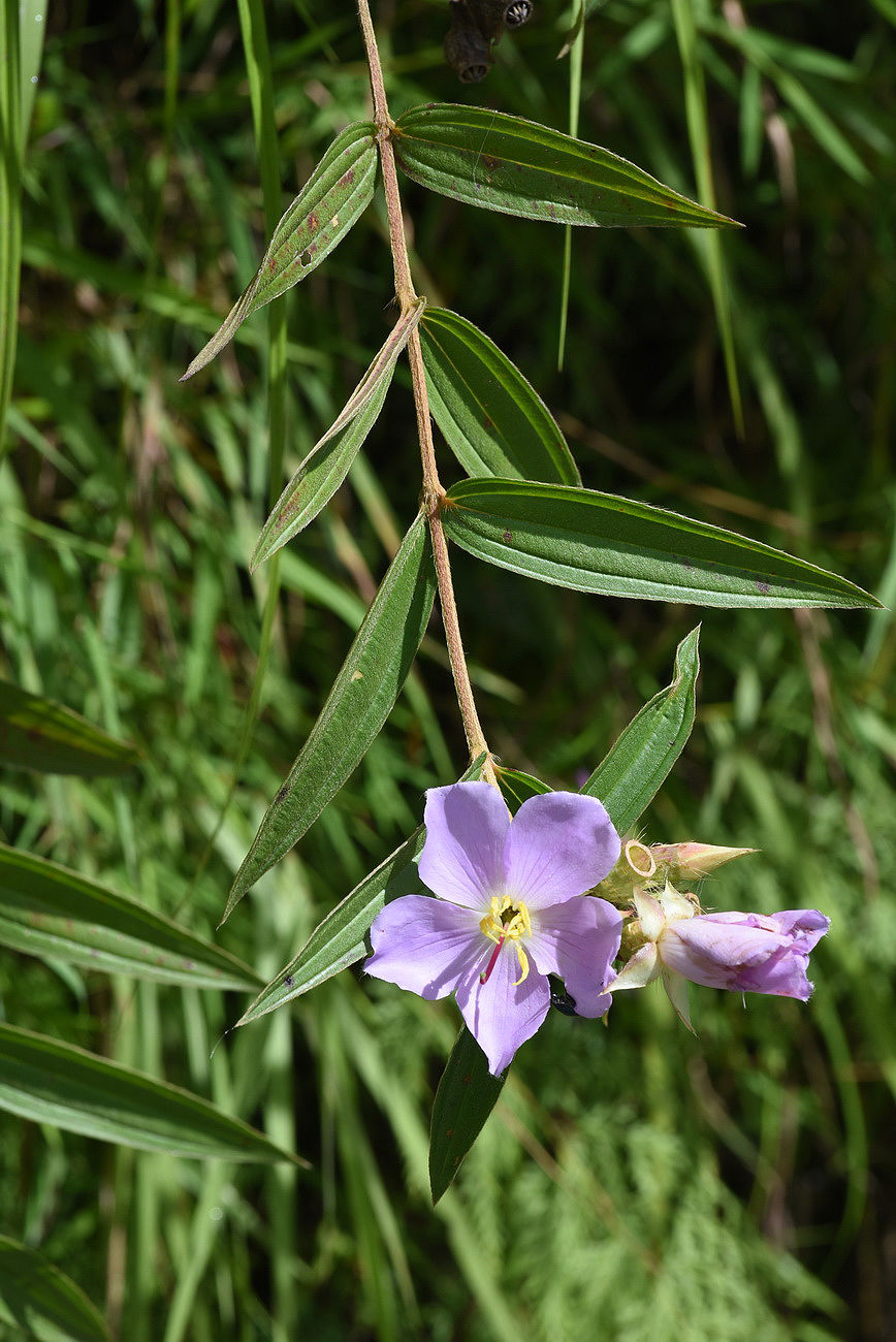Osbeckia nepalensis Hook. Plants of the World Online