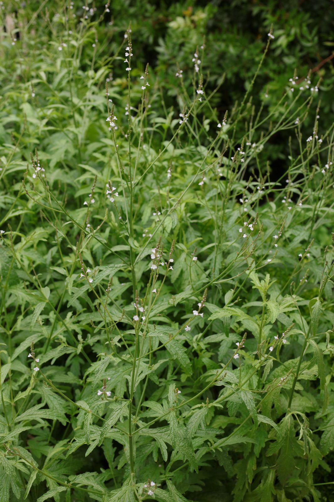 Verbena officinalis L. Plants of the World Online Kew Science