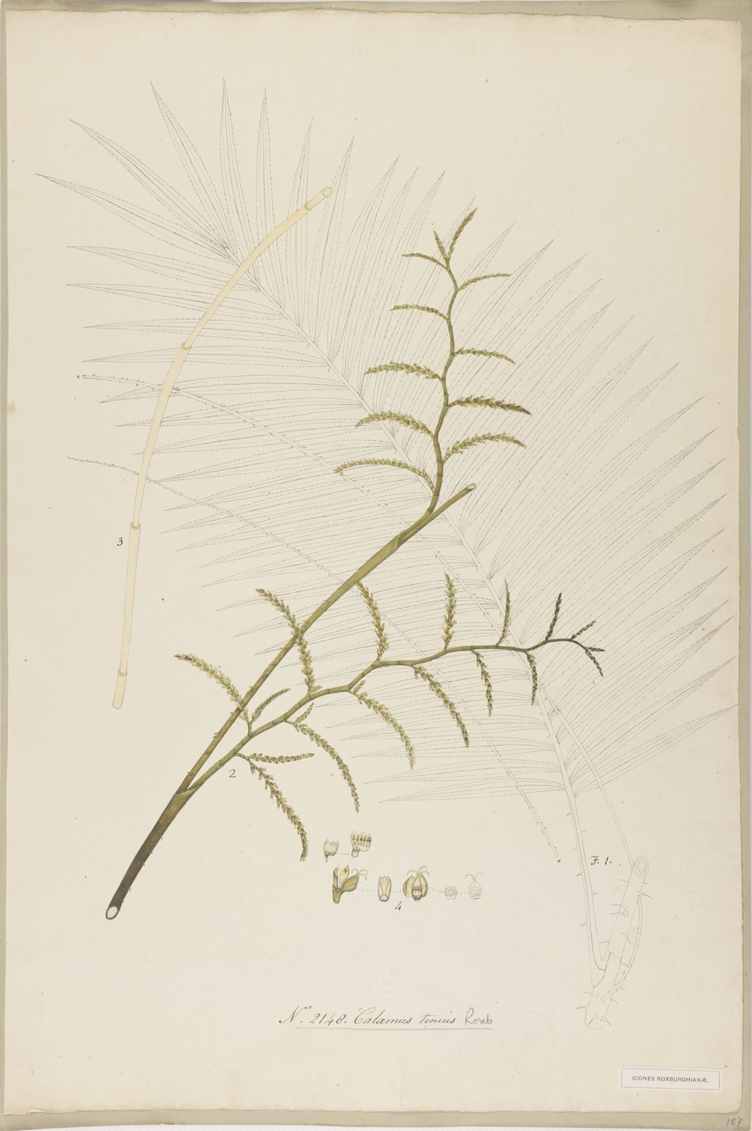 Calamus tenuis Roxb. Plants of the World Online Kew Science