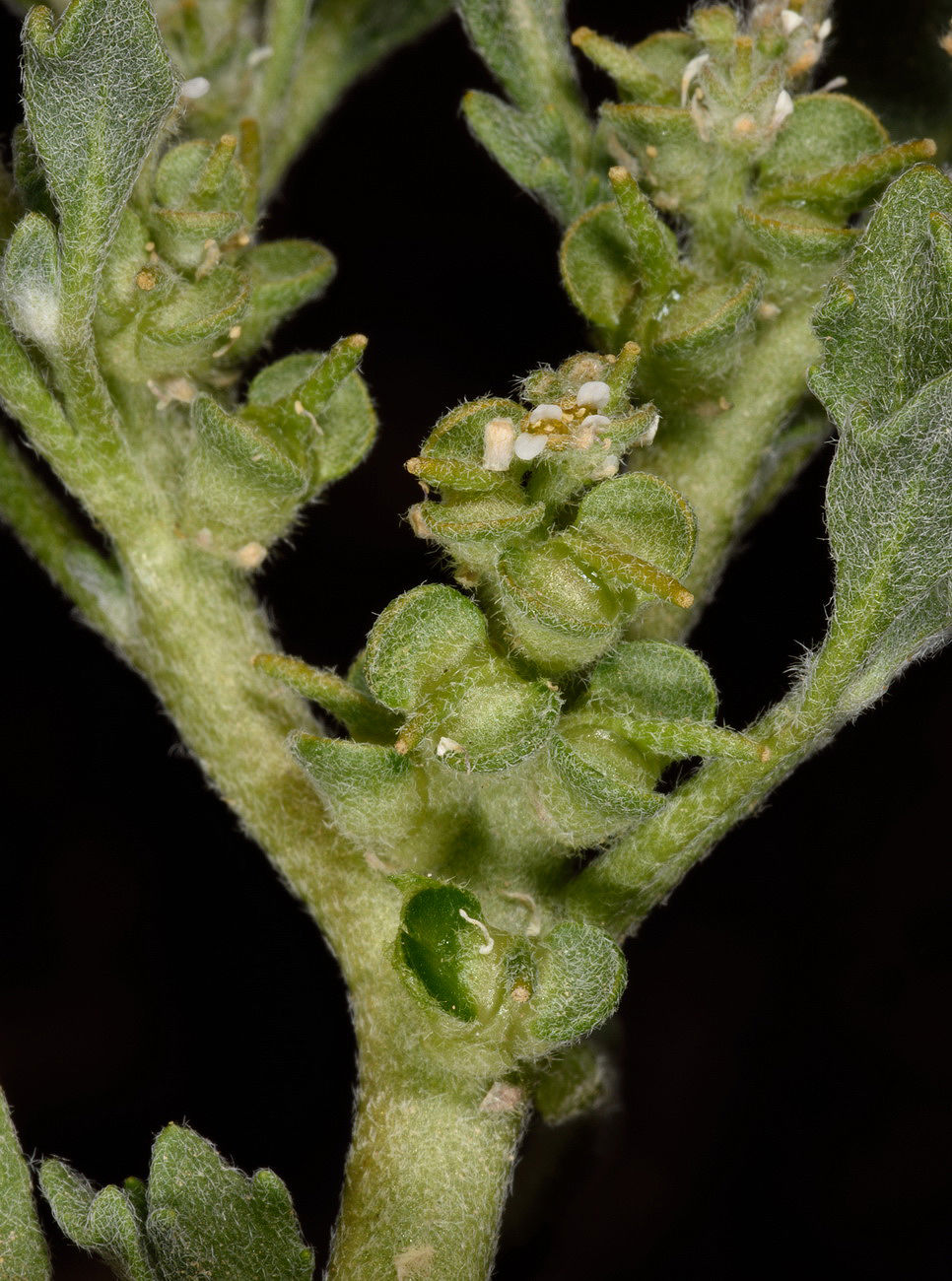 Anastatica hierochuntica L. Plants of the World Online