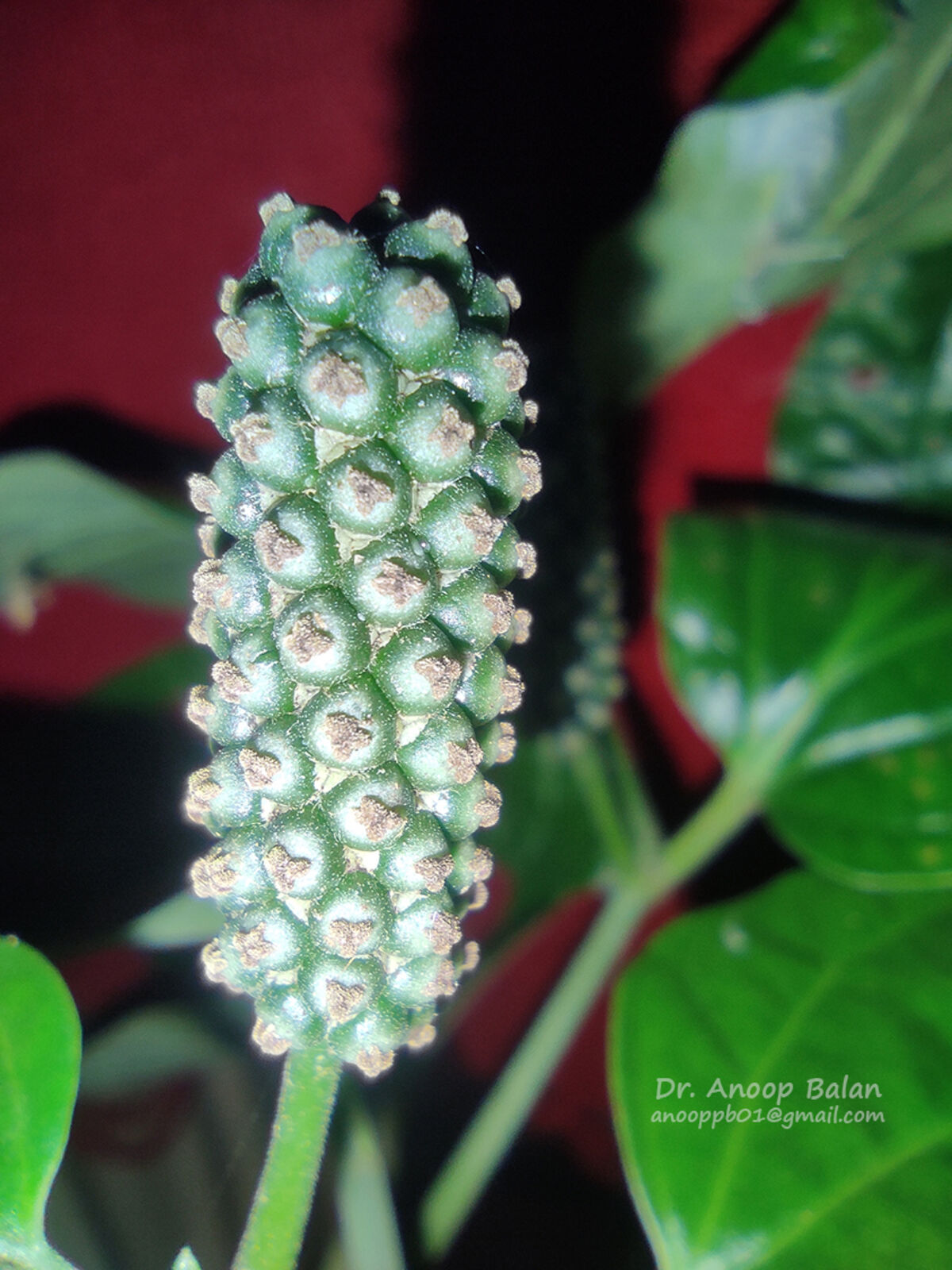 Piper retrofractum Vahl Plants of the World Online Kew Science