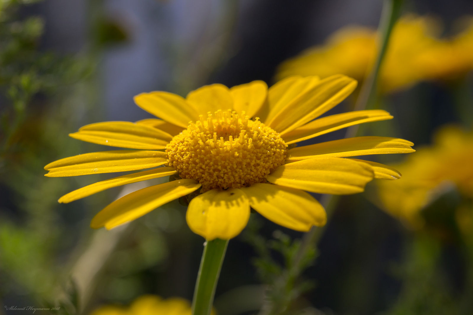 Glebionis coronaria (L.) Cass. ex Spach Plants of the