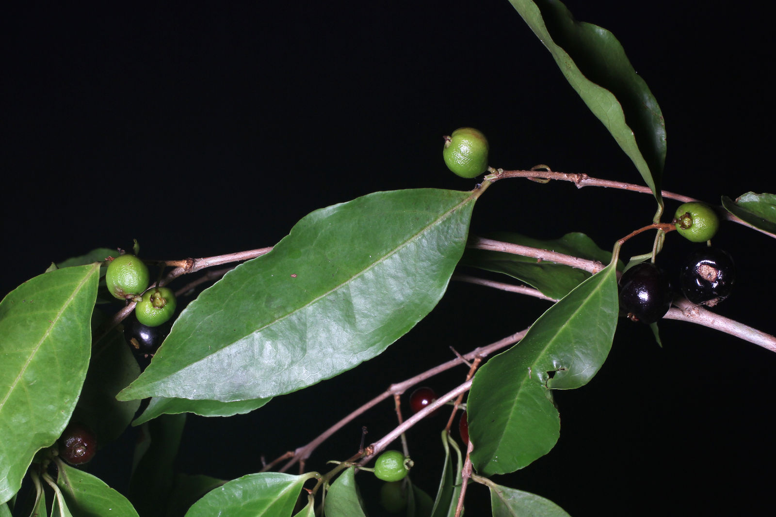 Myrcianthes fragrans (Sw.) McVaugh Plants of the World Online Kew