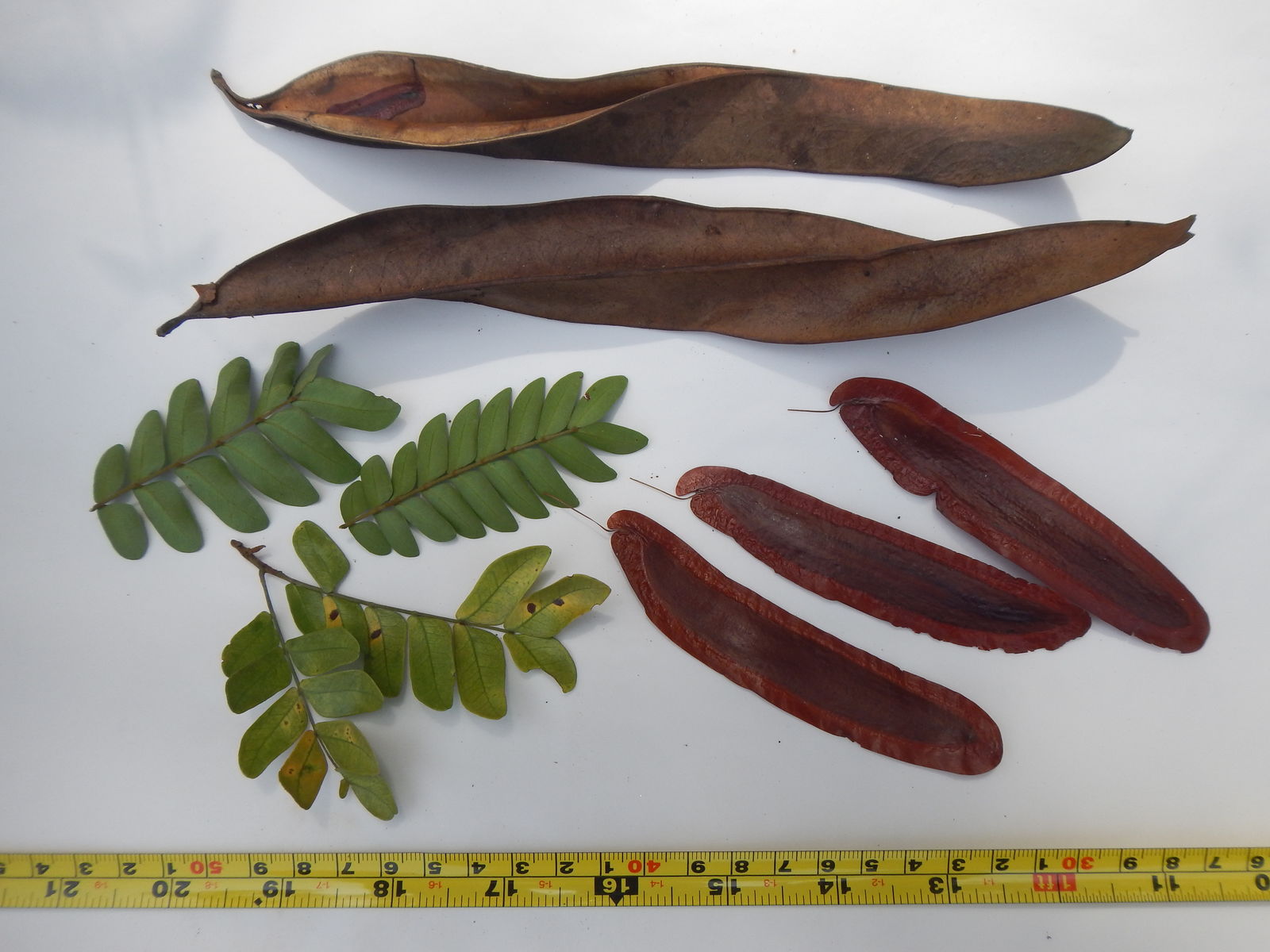 Newtonia Baill. Plants of the World Online Kew Science