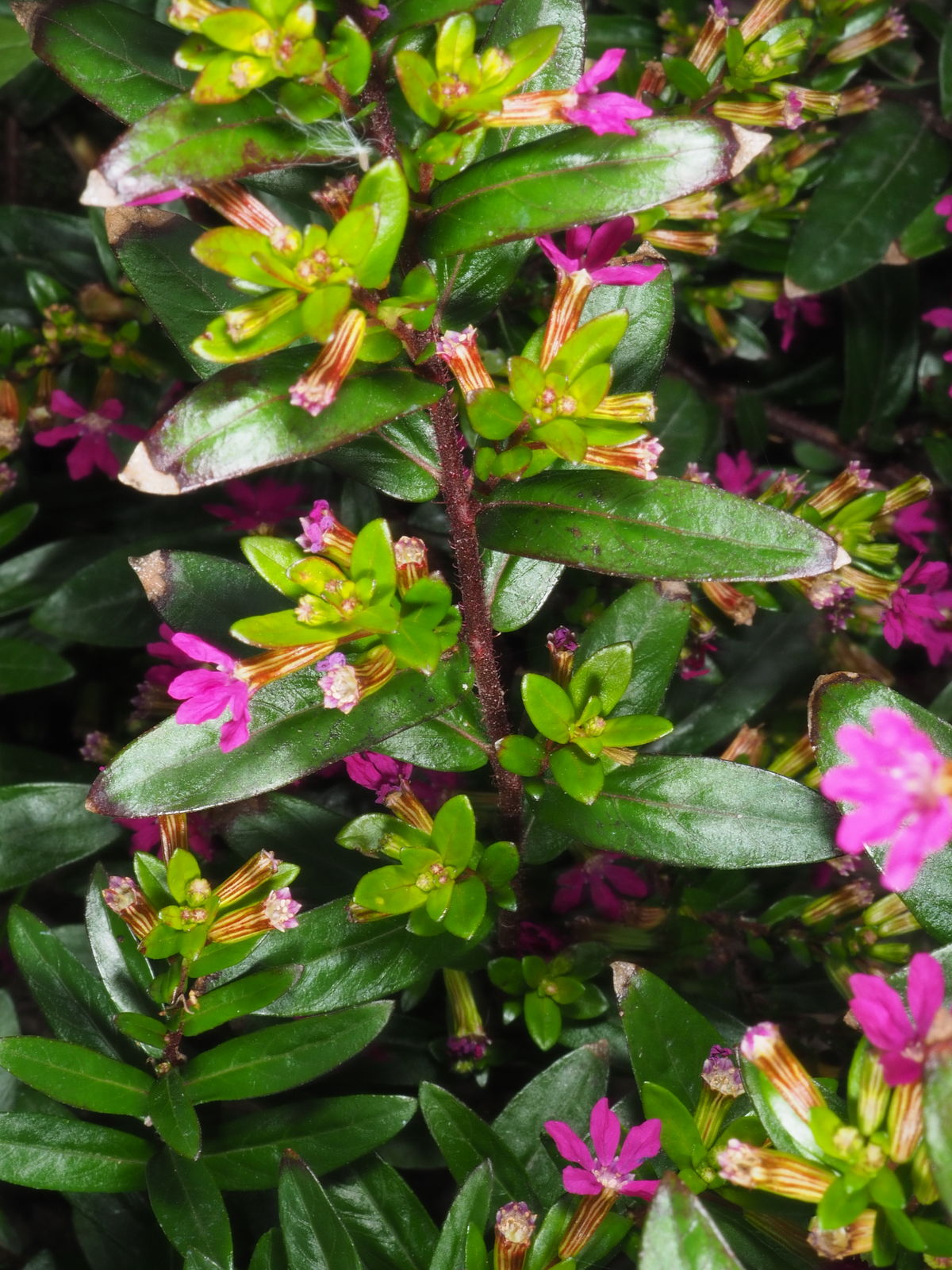 Cuphea hyssopifolia Kunth Plants of the World Online
