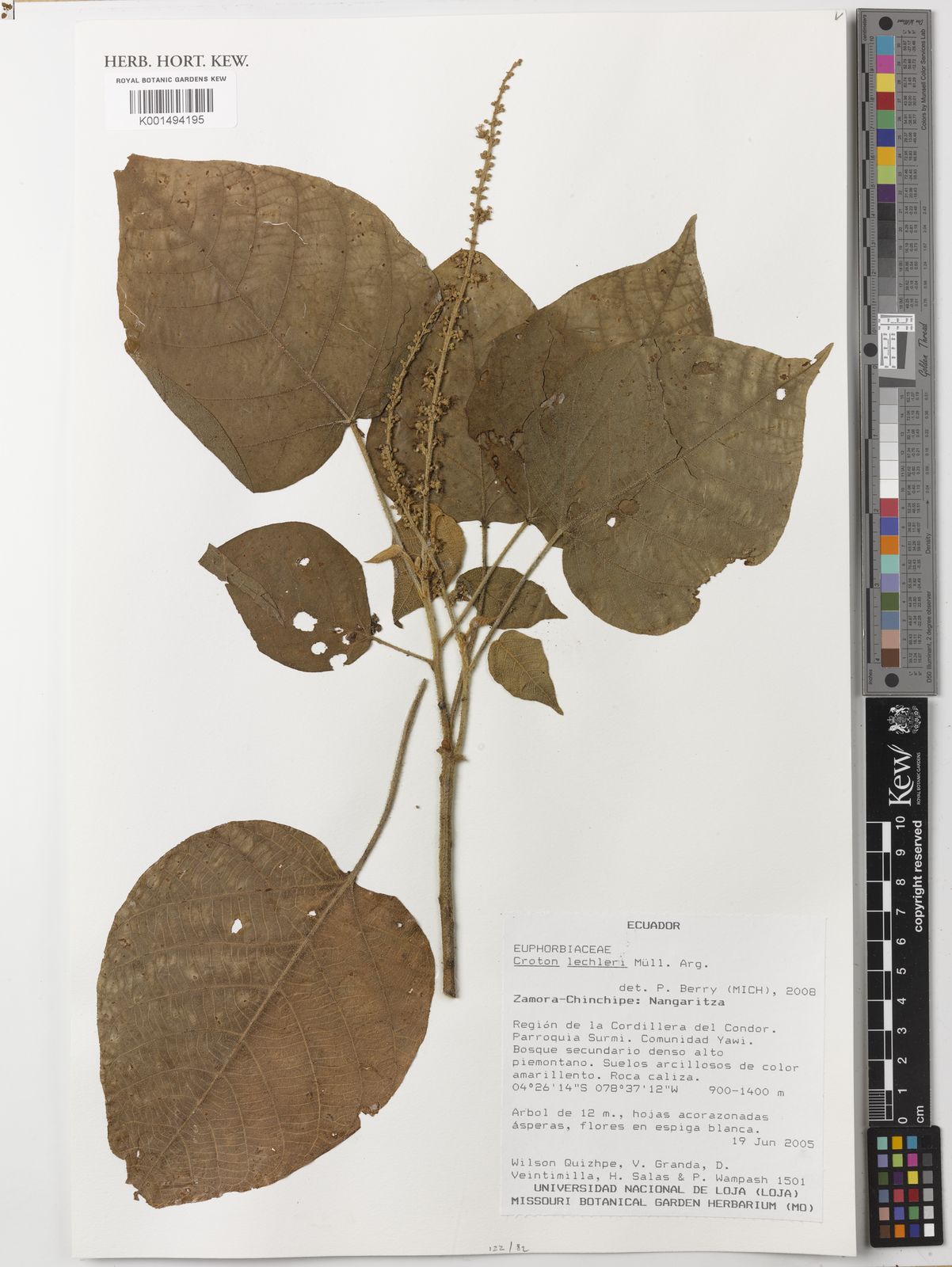 Croton lechleri Müll.Arg. Plants of the World Online Kew Science