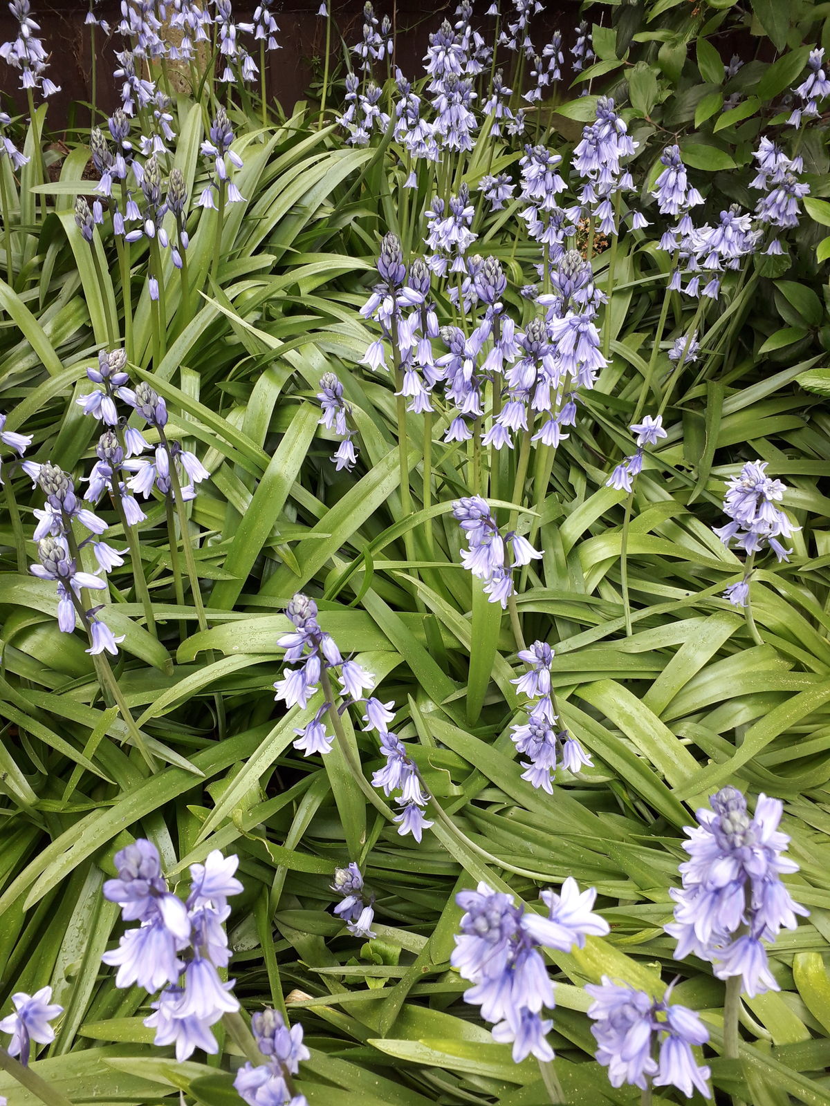 Hyacinthoides hispanica (Mill.) Rothm. Plants of the
