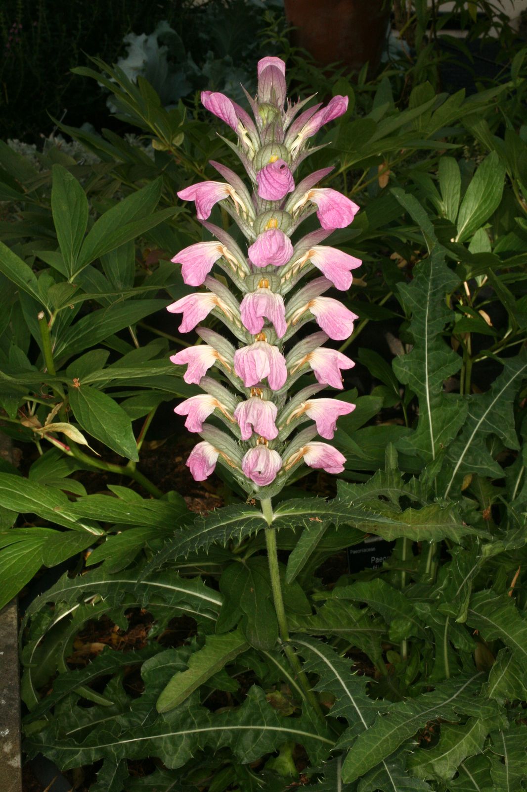 Acanthus dioscoridis L. Plants of the World Online Kew