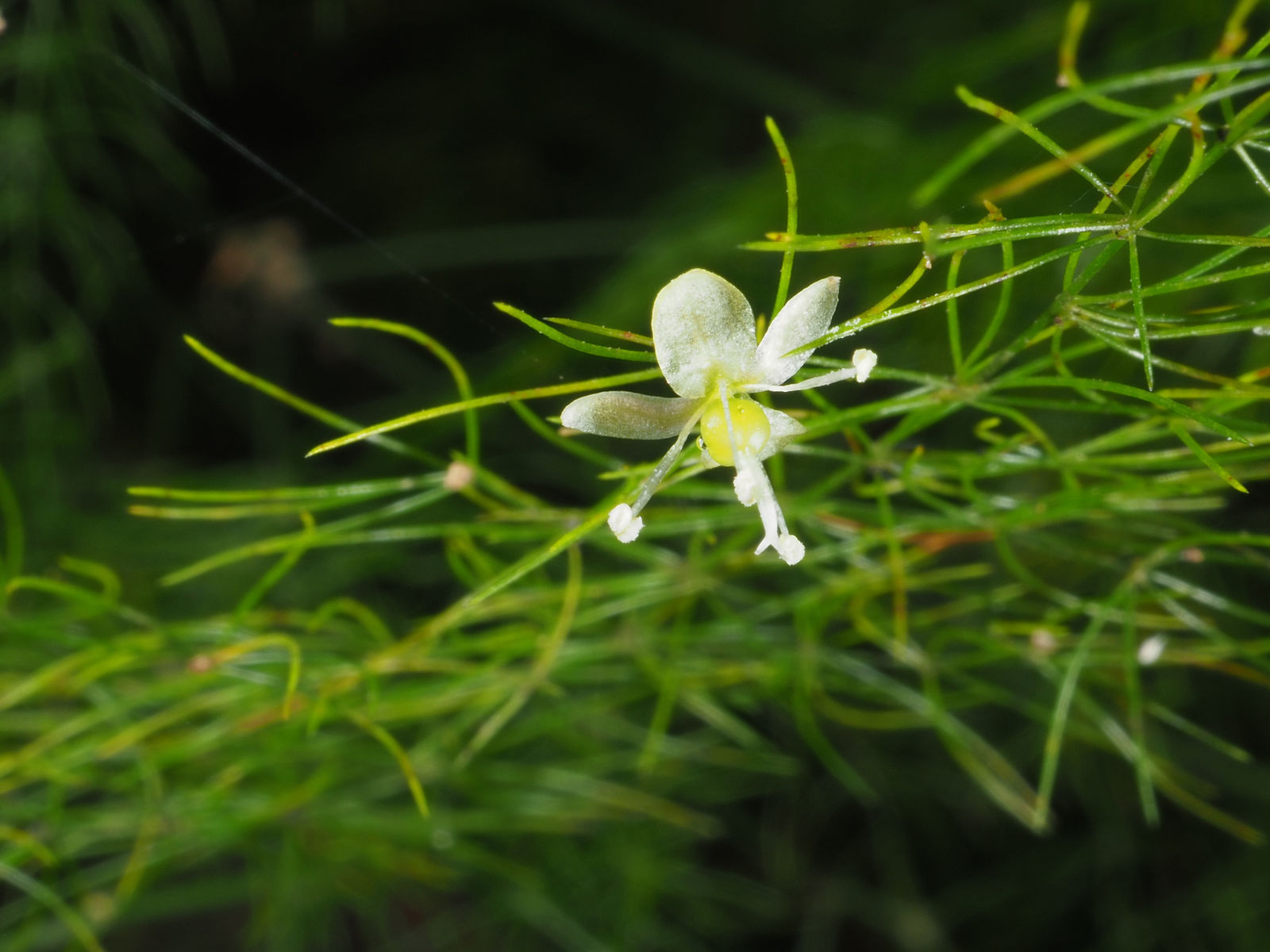 Asparagus setaceus (Kunth) Jessop Plants of the World Online Kew Science