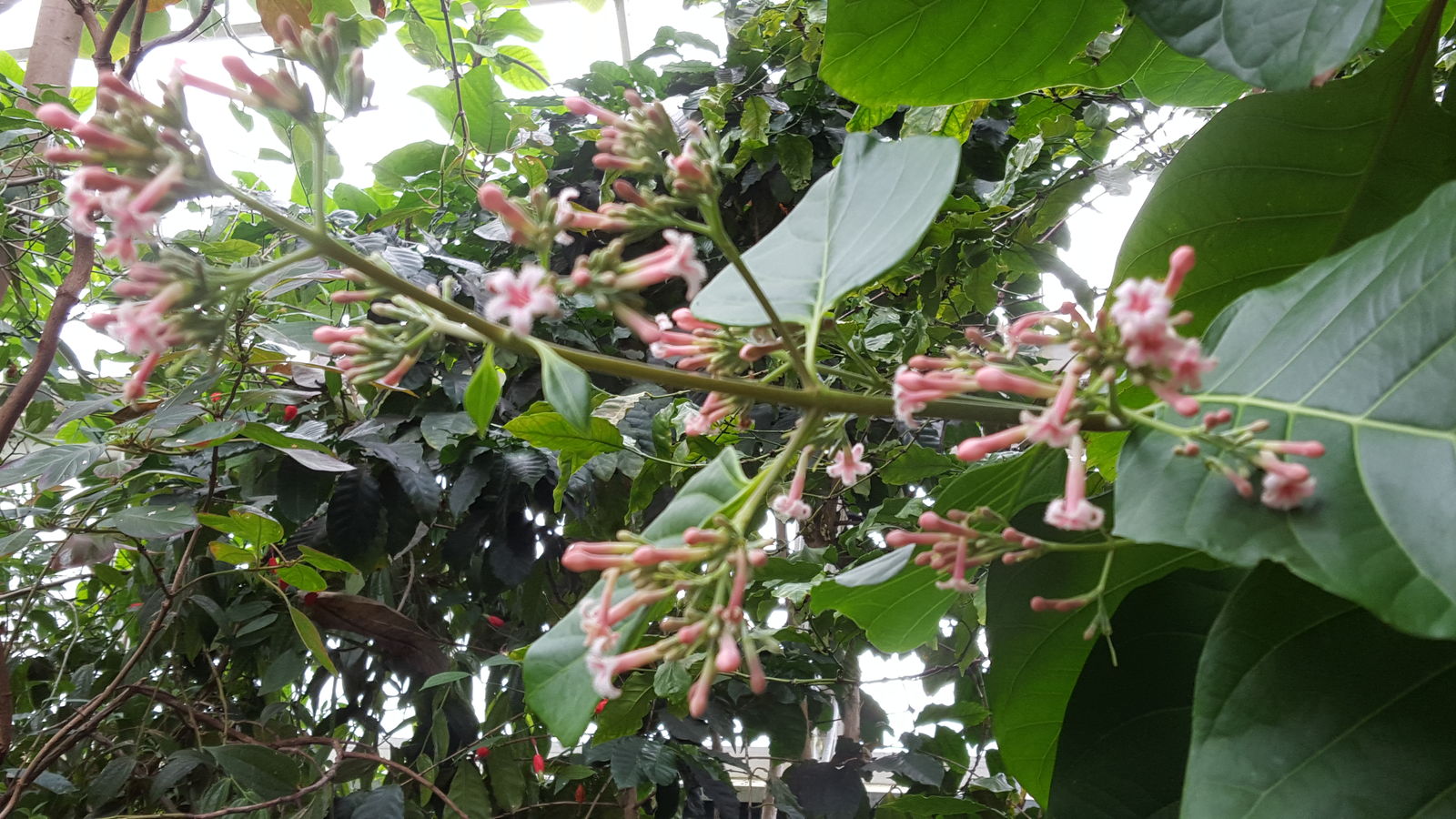 Cinchona officinalis L. Plants of the World Online Kew Science