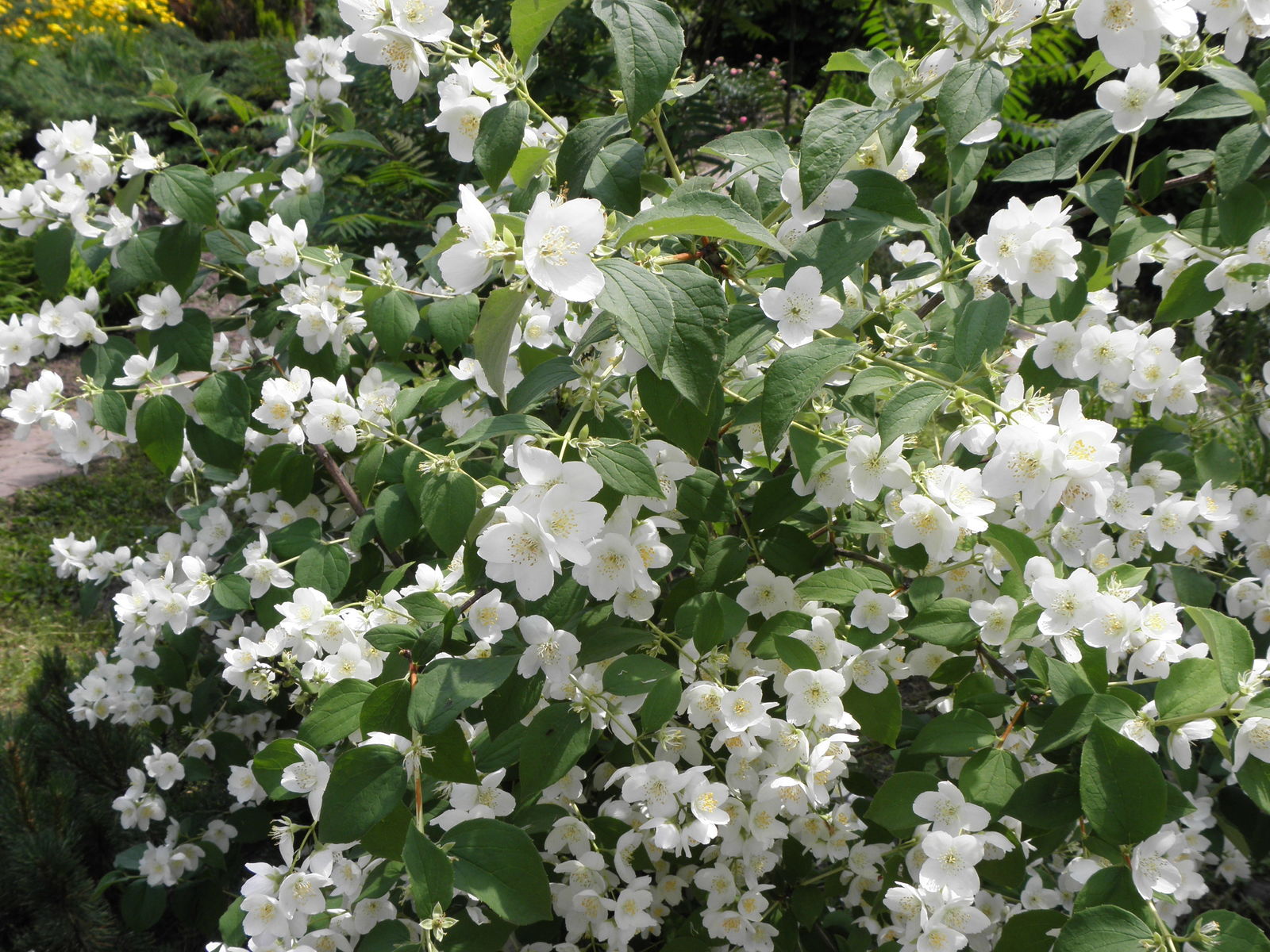Philadelphus L. Plants of the World Online Kew Science