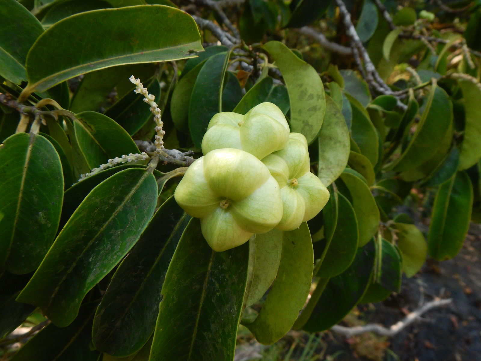 Apodiscus chevalieri Hutch. Plants of the World Online Kew Science