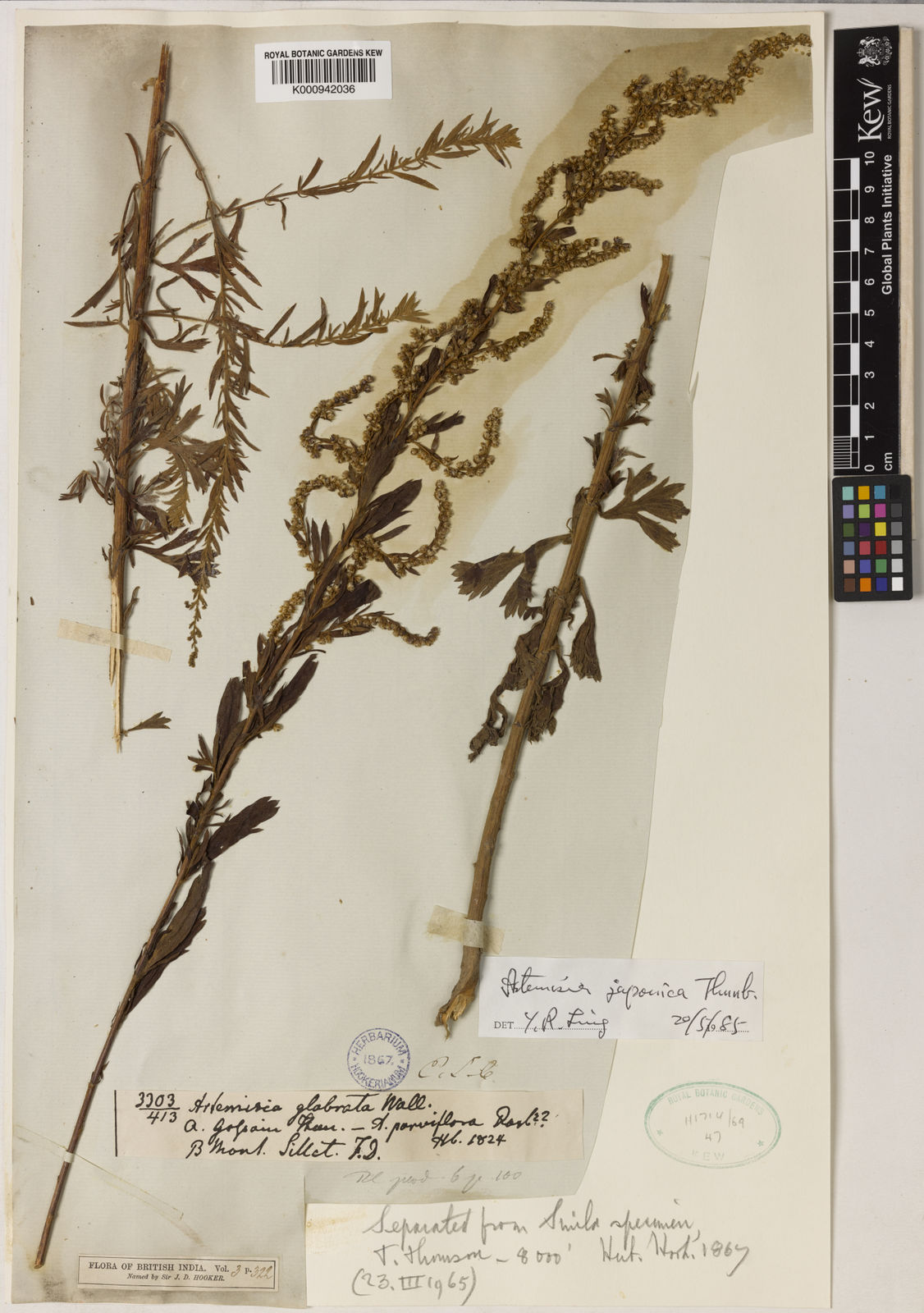 Artemisia japonica Thunb. Plants of the World Online Kew Science