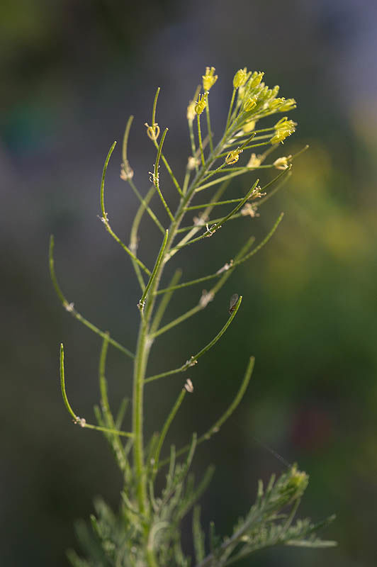 Descurainia sophia (L.) b ex Prantl Plants of the World Online