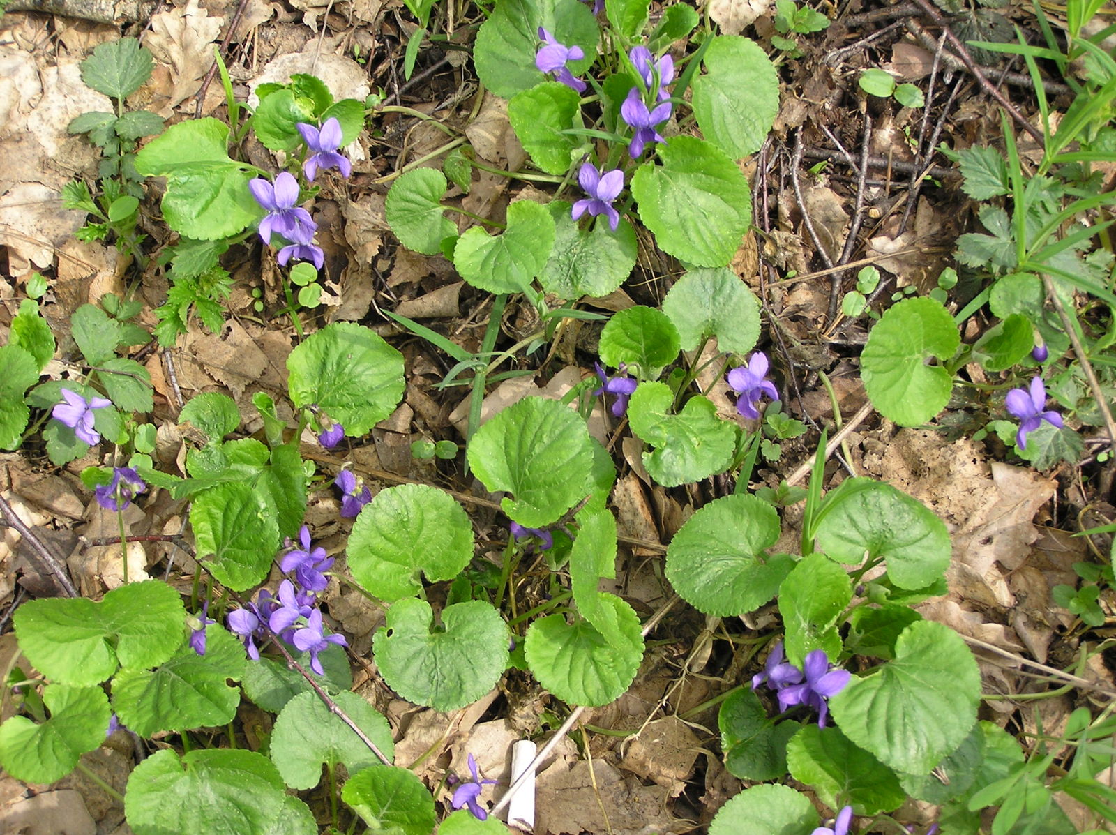 Viola odorata L. Plants of the World Online Kew Science