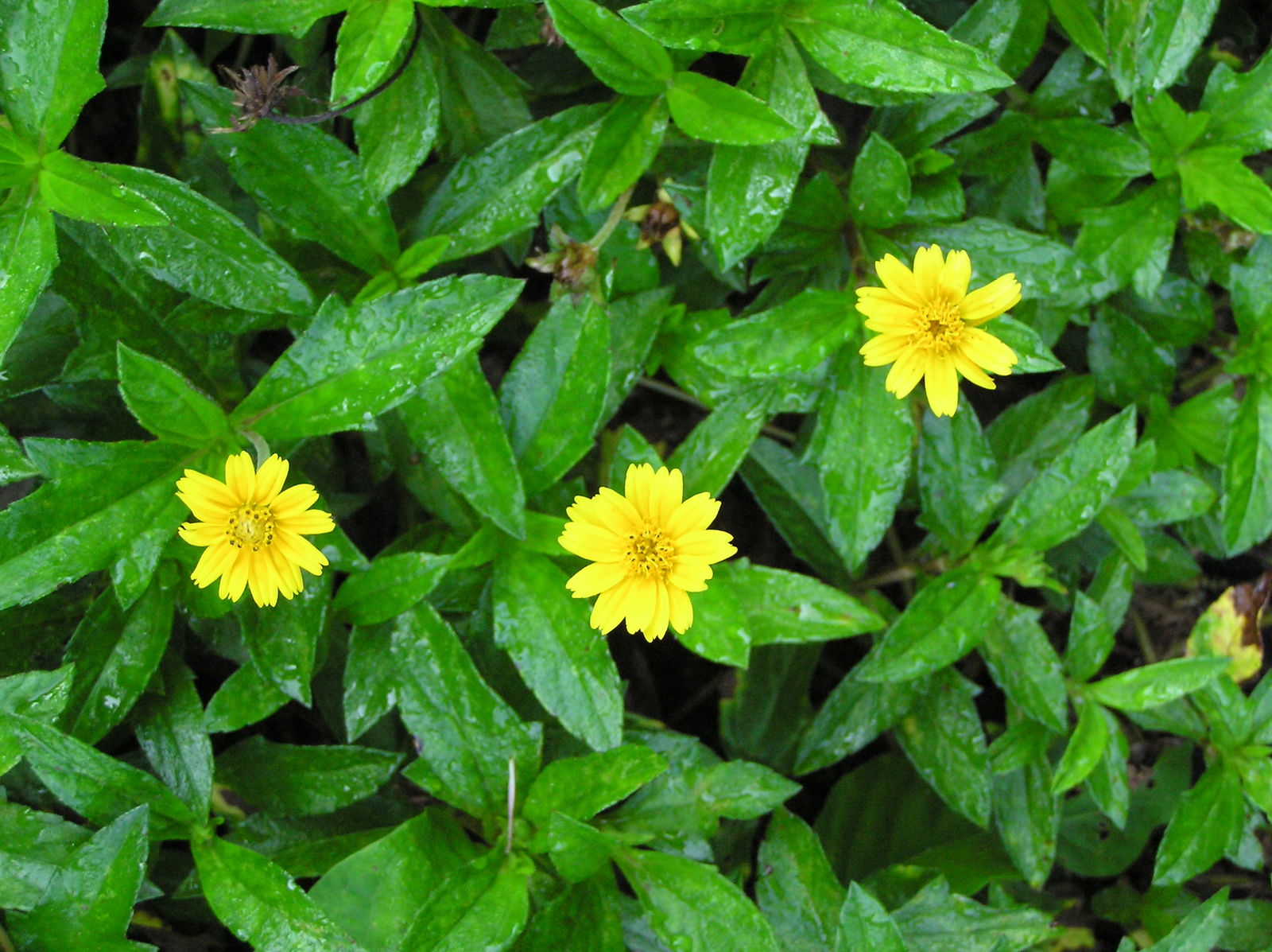 trilobata (L.) Pruski Plants of the World Online Kew