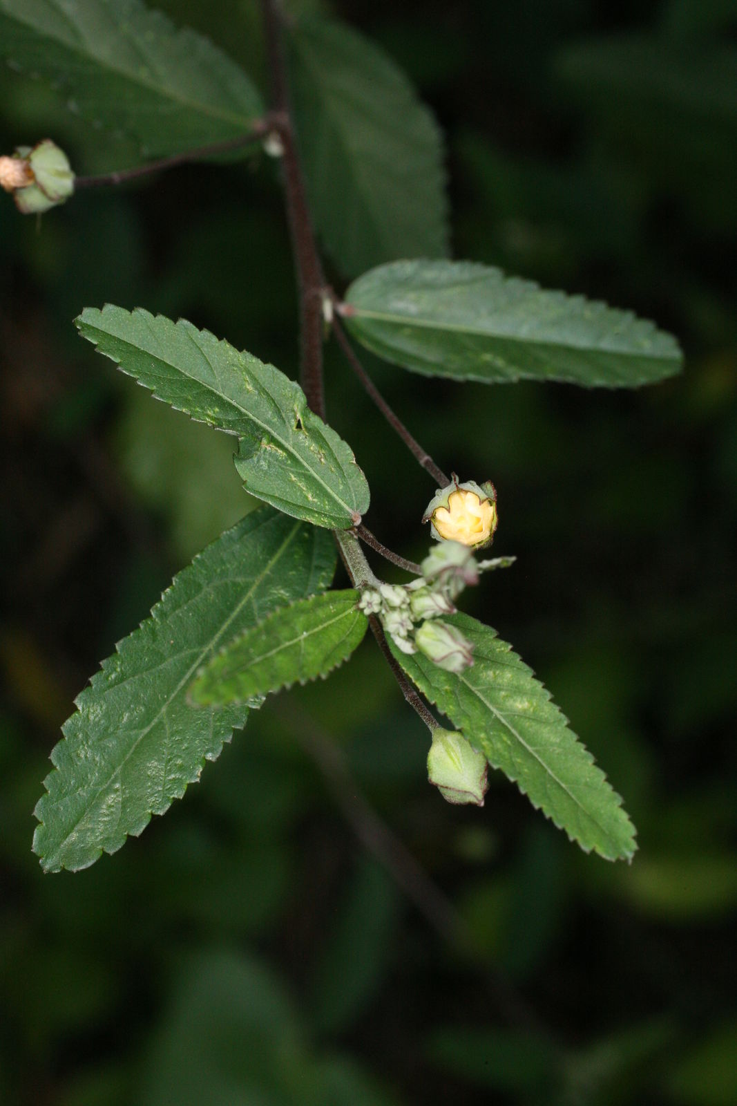Sida rhombifolia L. Plants of the World Online Kew Science