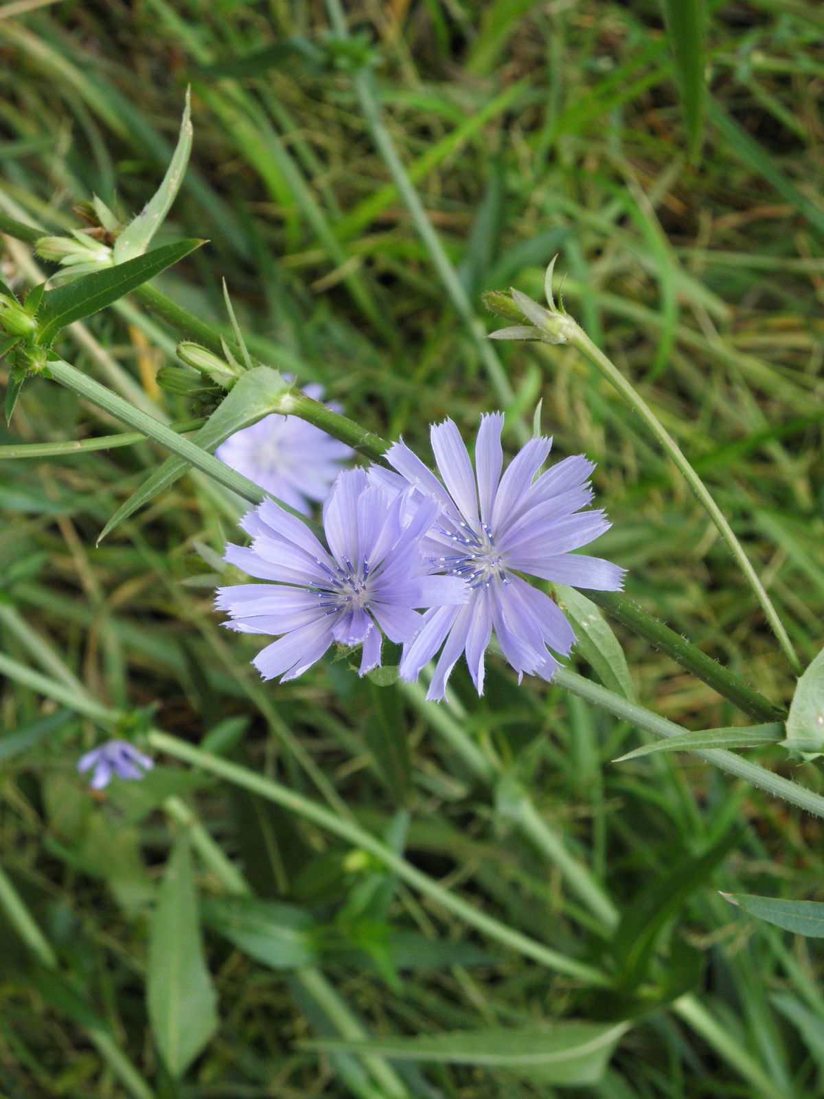 Cichorium intybus L. Plants of the World Online Kew Science