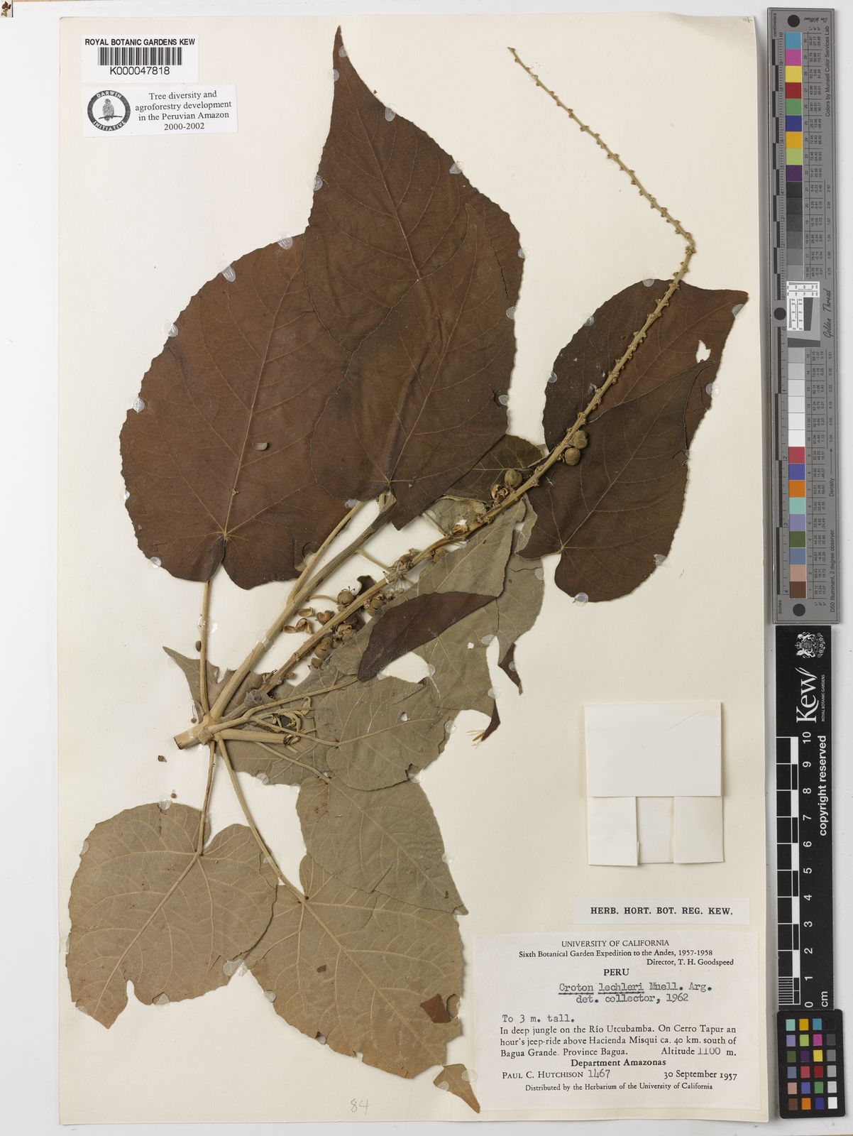 Croton lechleri Müll.Arg. Plants of the World Online Kew Science