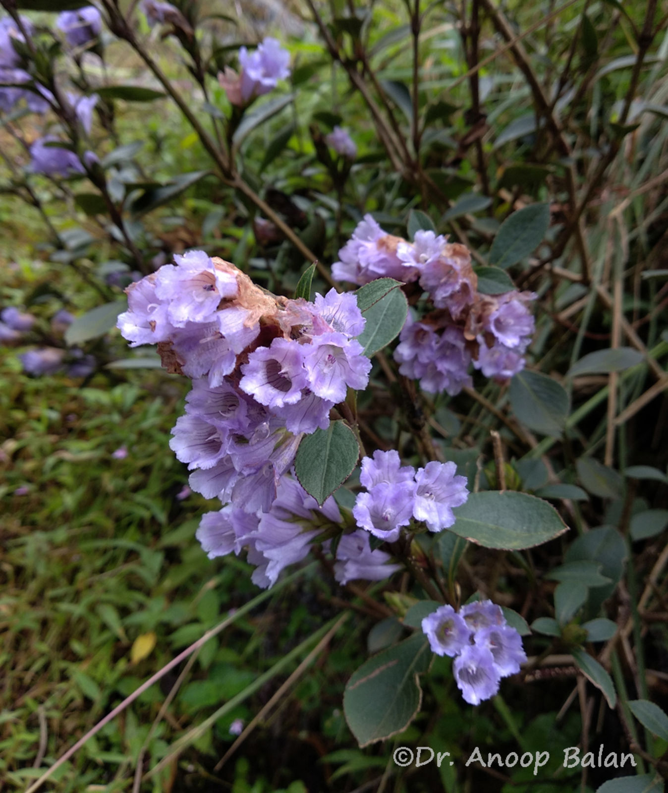 Strobilanthes kunthiana (Nees) T.Anderson ex Benth. Plants of the