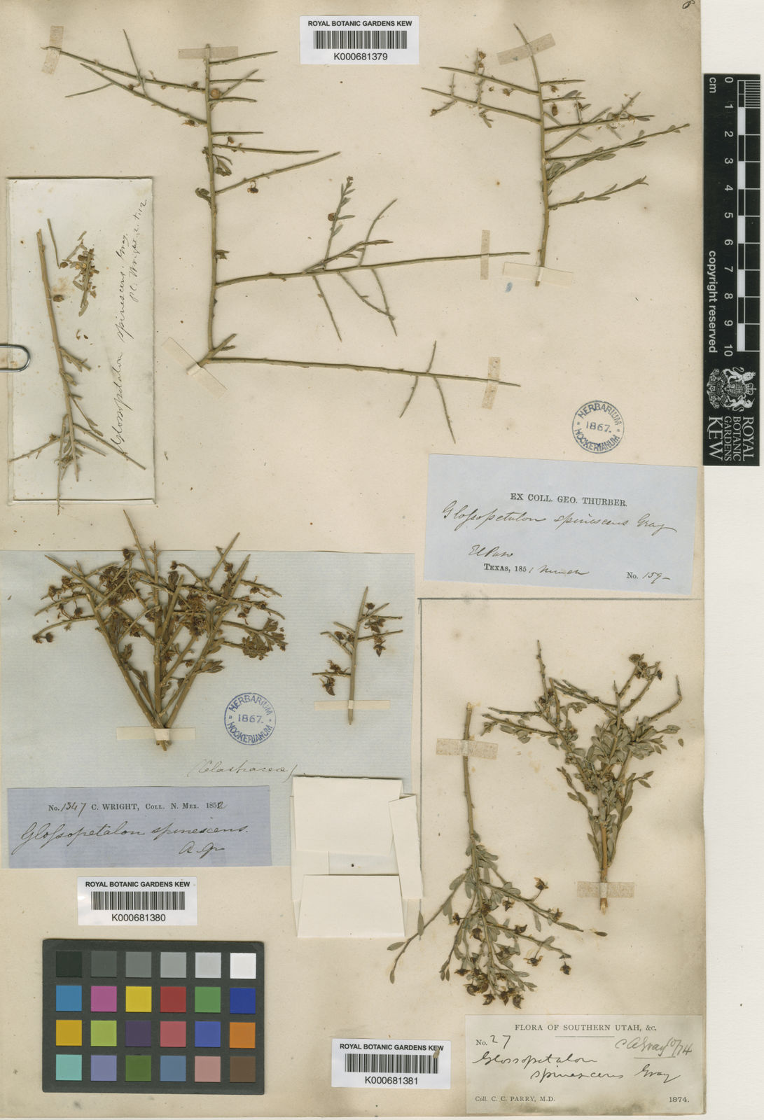 Glossopetalon spinescens A.Gray Plants of the World Online Kew Science