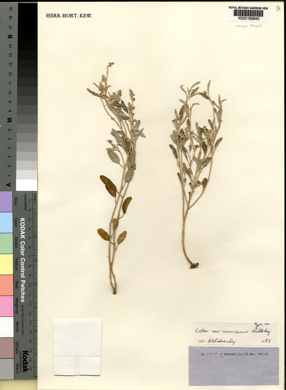 Croton dioicus Cav. Plants of the World Online Kew Science