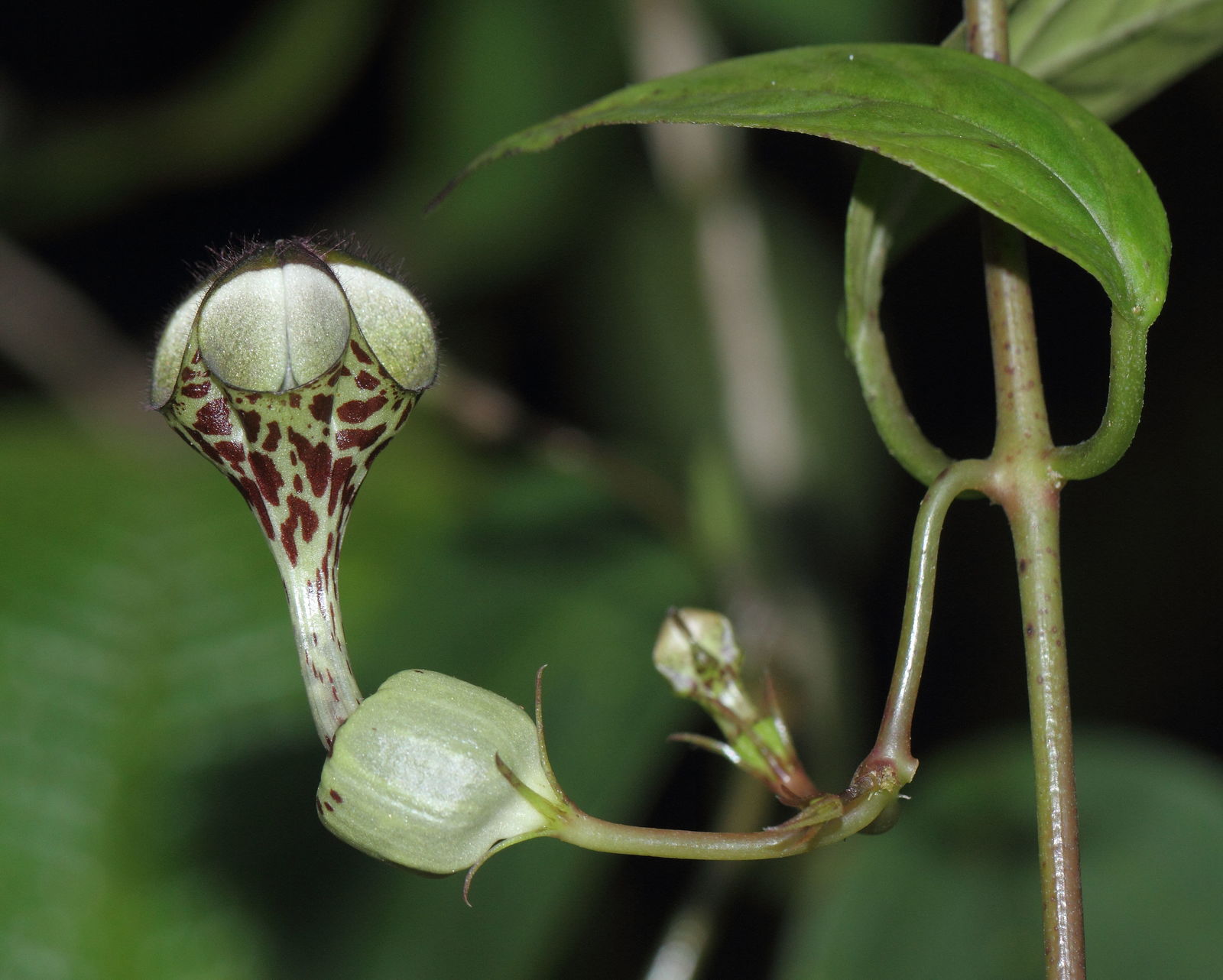Ceropegia elegans Wall. Plants of the World Online Kew